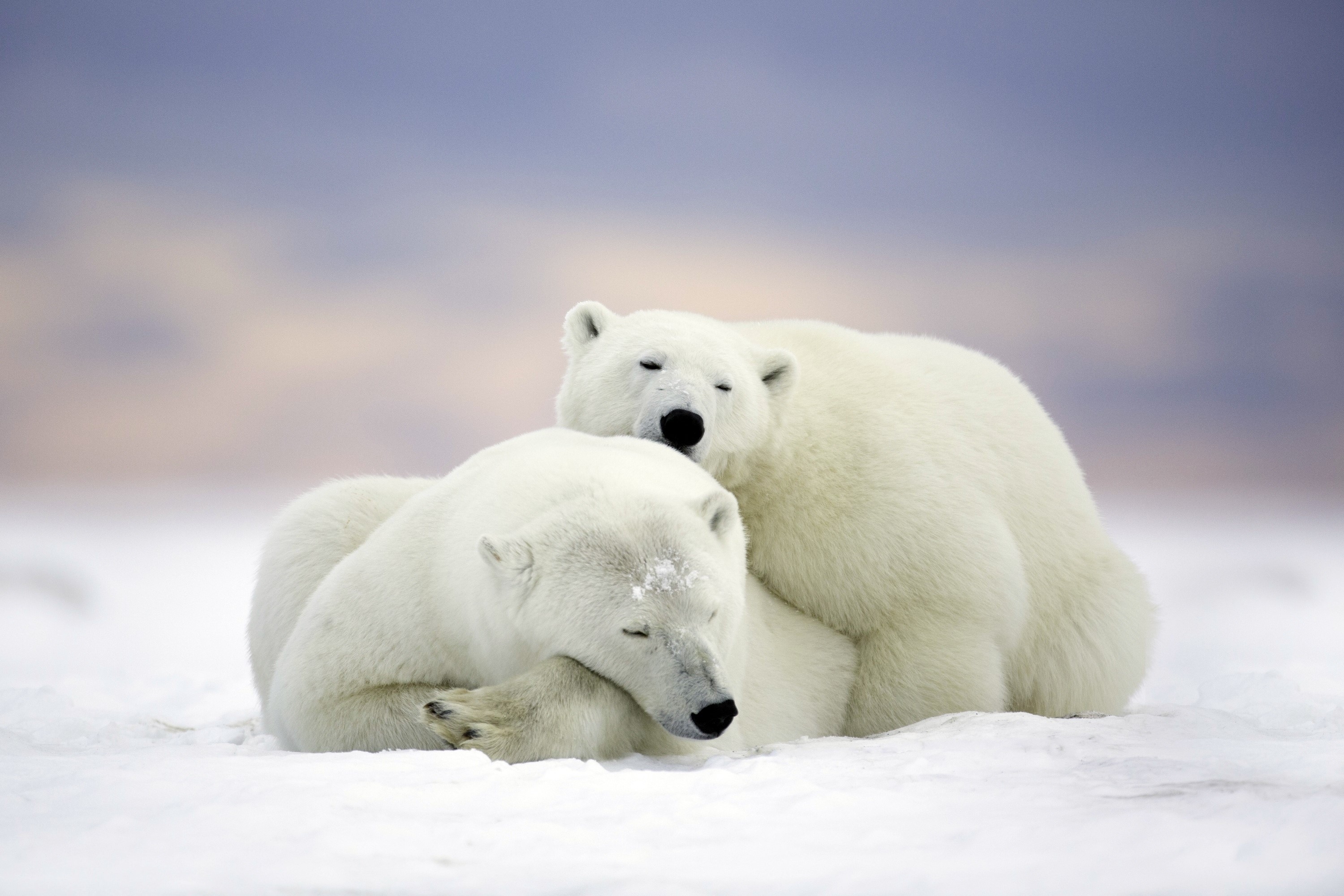 Two polar bears sleeping on snow HD Wallpaper