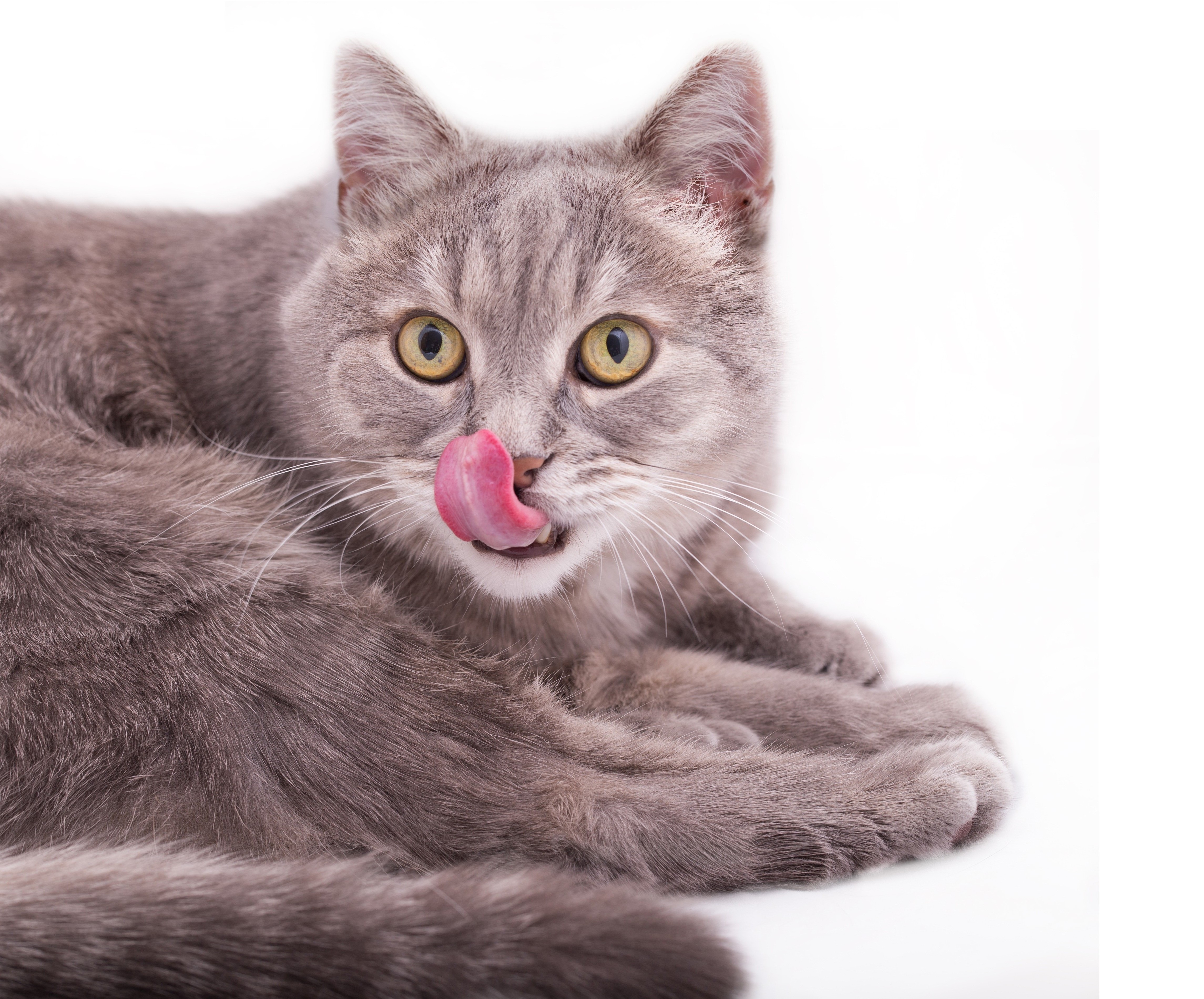 Gray cat with tongue out on white background HD Wallpaper