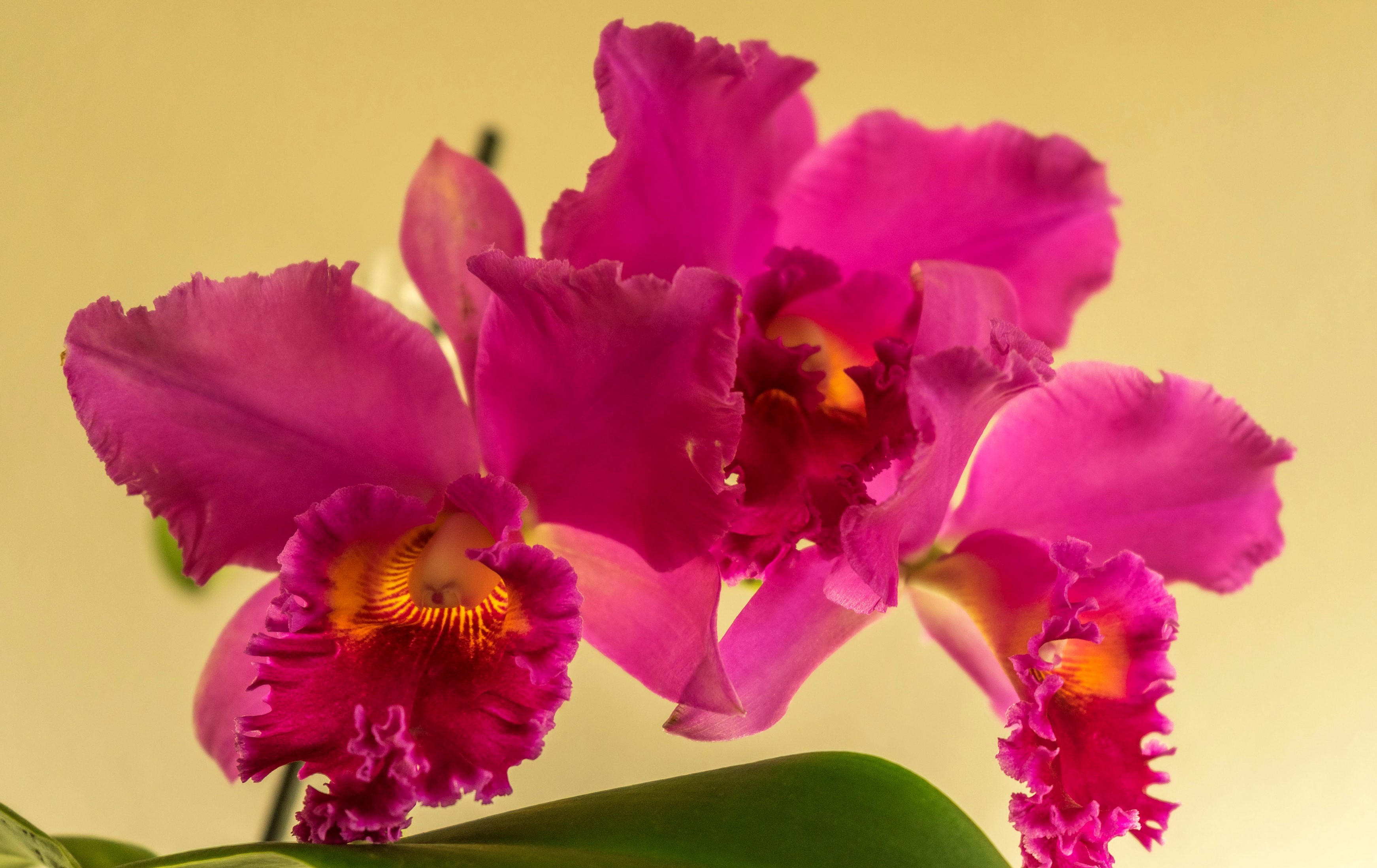 Close-up of a vibrant pink Cattleya orchid HD Wallpaper