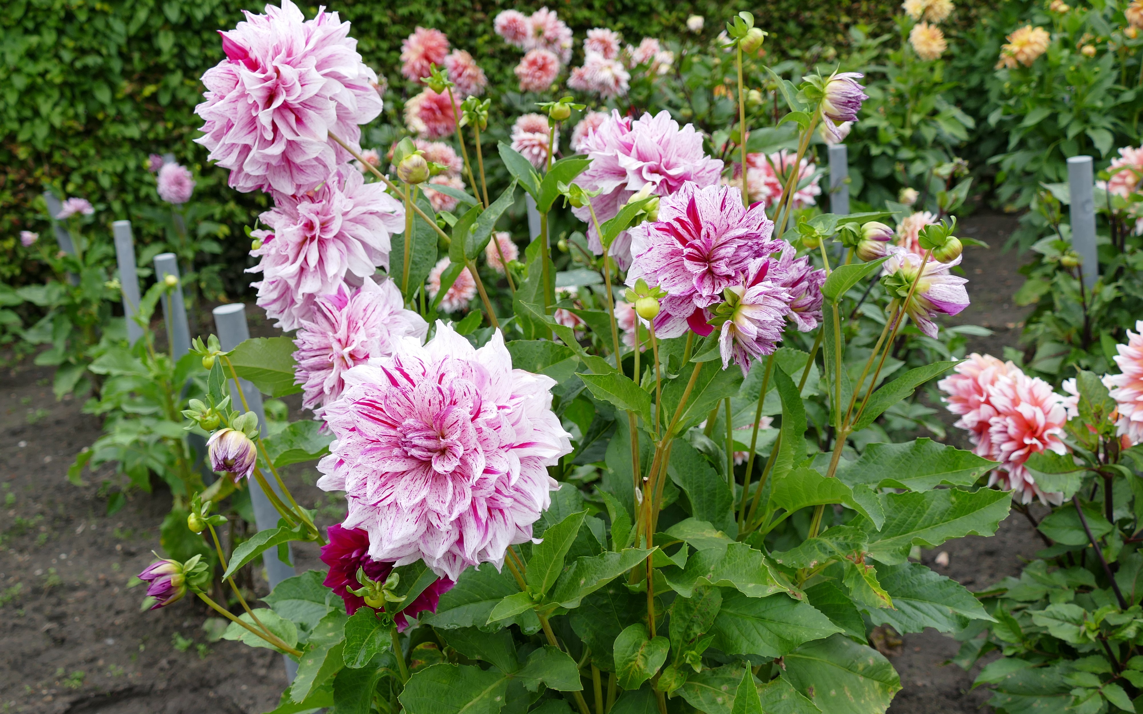 4K Dahlias in a Garden HD Wallpaper