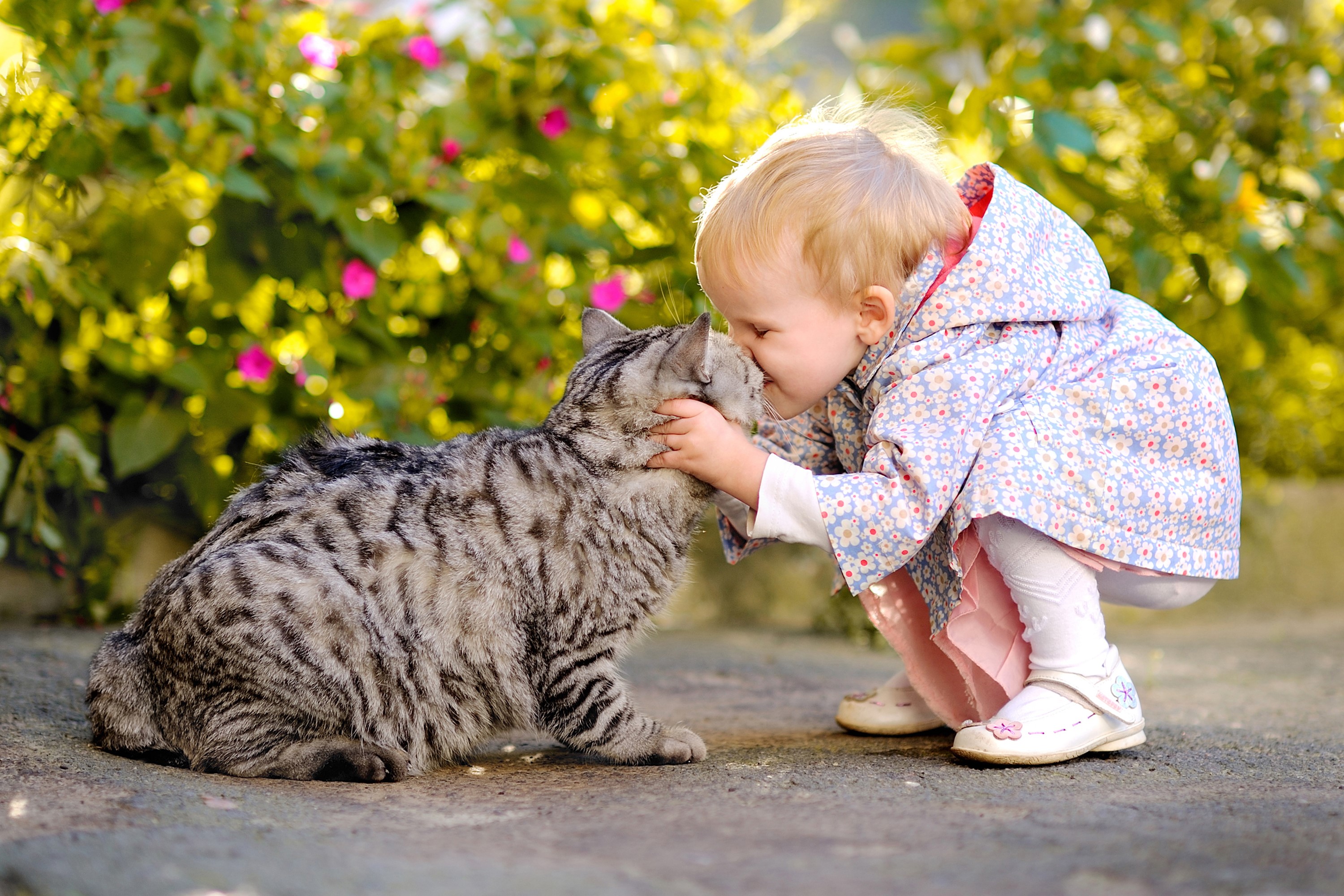 A baby girl kisses a tabby cat HD Wallpaper