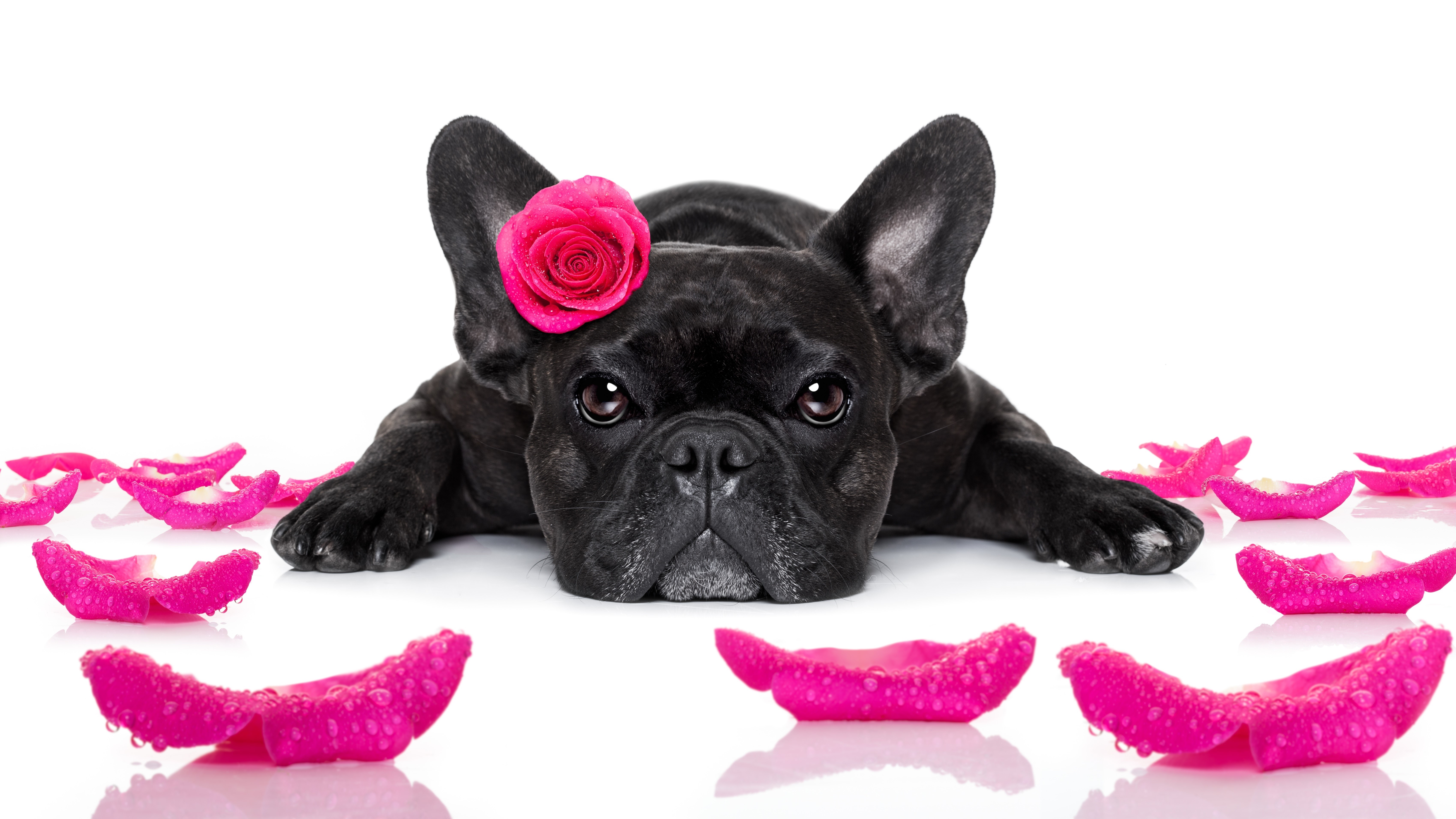 Black French Bulldog with Pink Rose and Petals HD Wallpaper