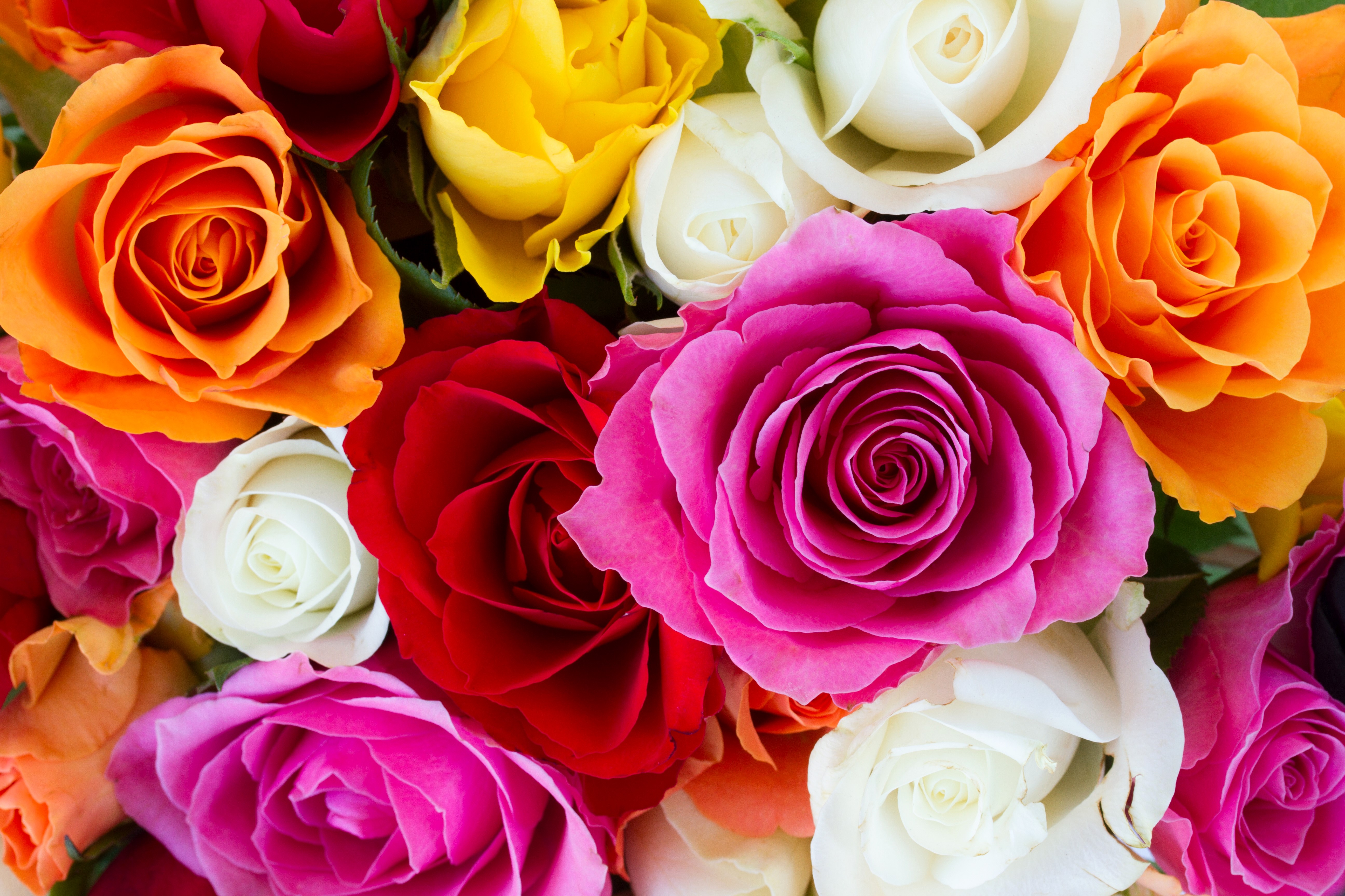 4K Roses Closeup HD Wallpaper
