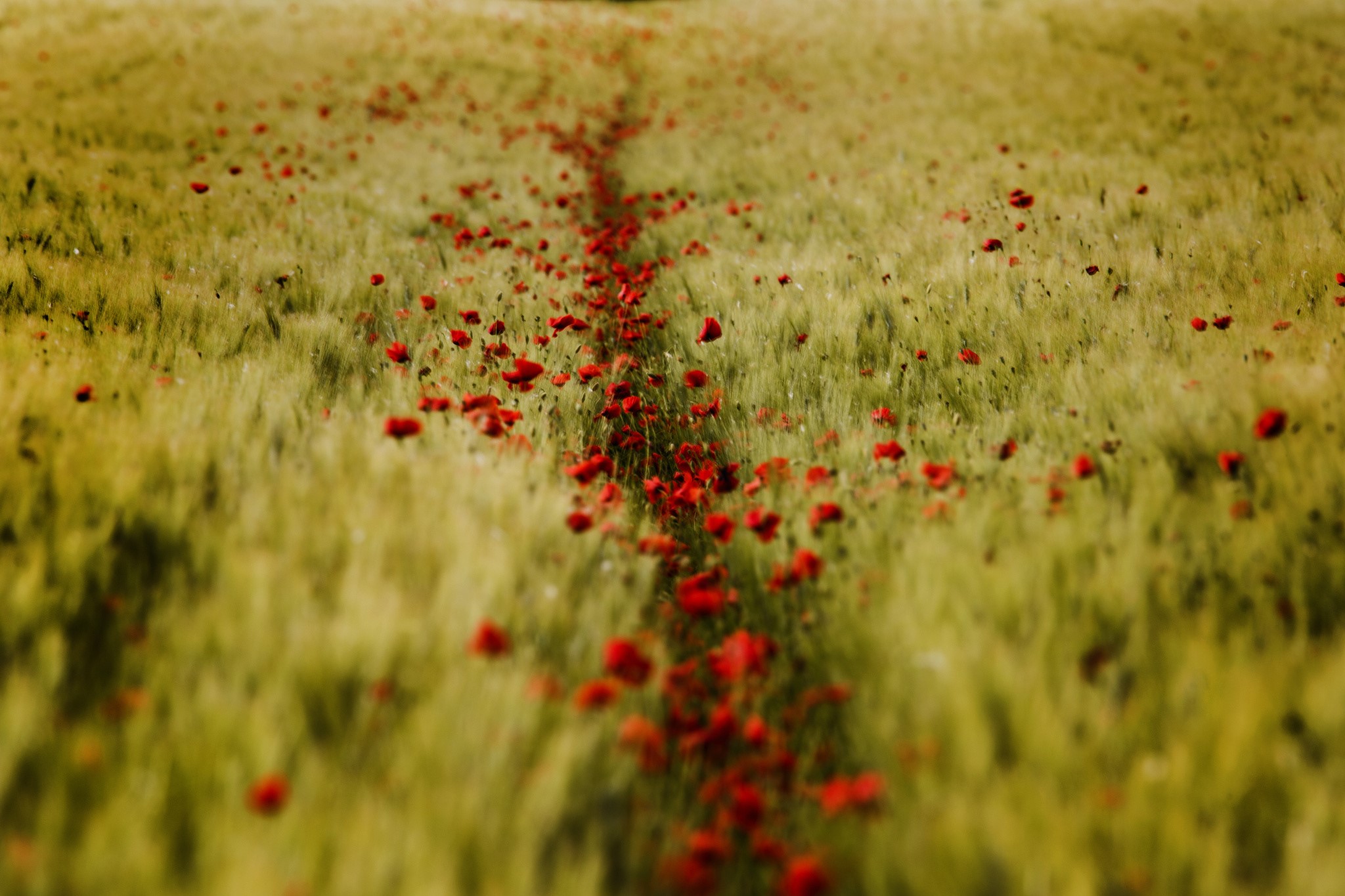 A path of red poppies in a wheat field HD Wallpaper
