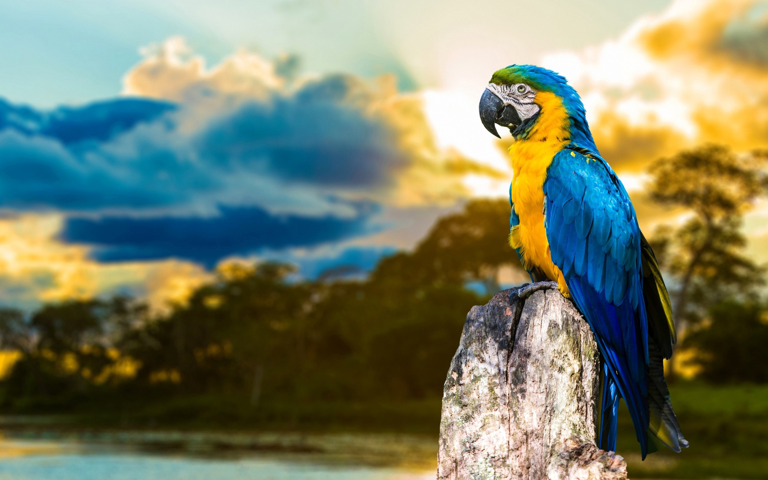 Blue and yellow macaw perched on a tree stump HD Wallpaper
