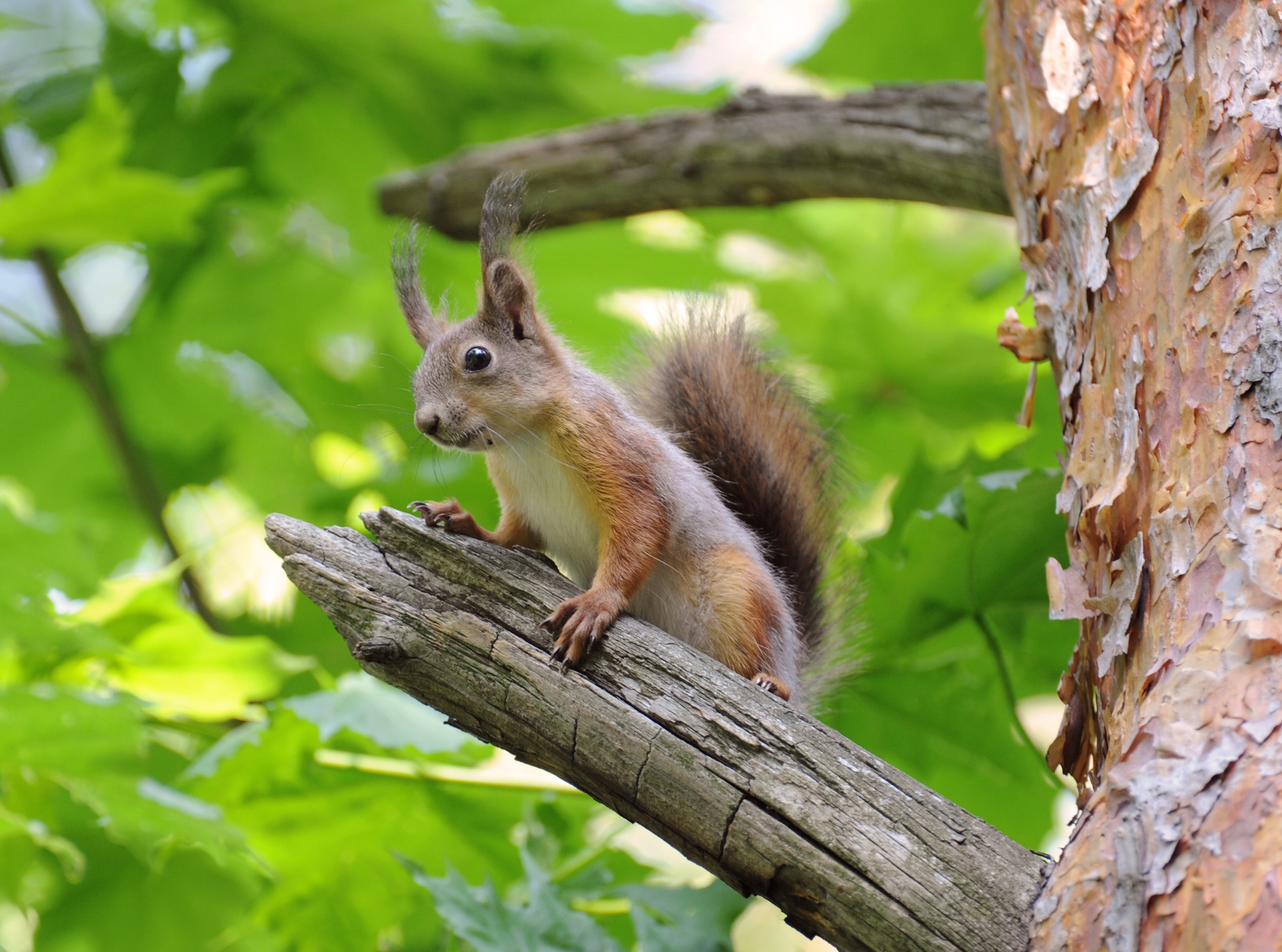Squirrel on a tree branch HD Wallpaper