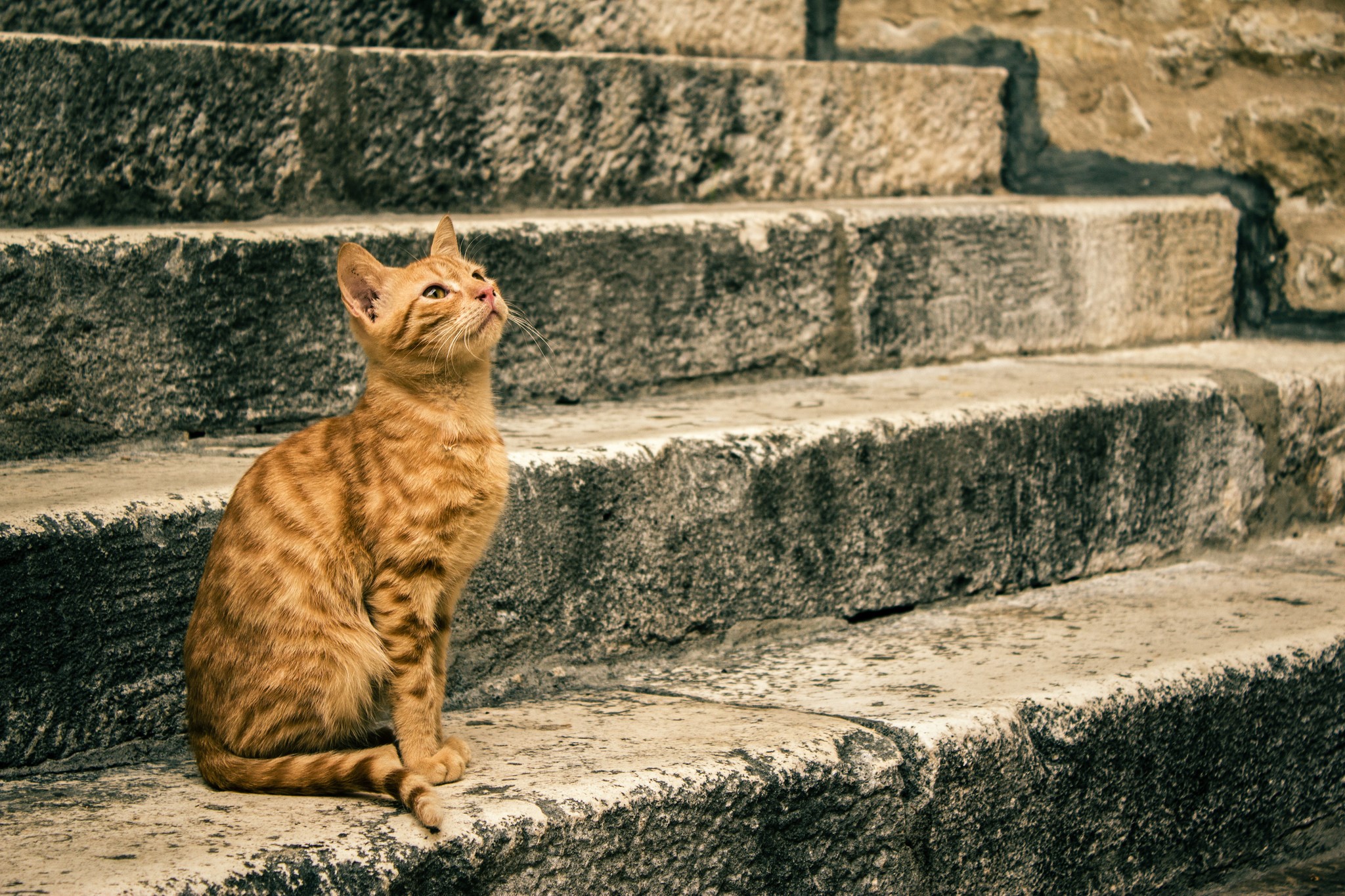 Ginger cat sitting on stone stairs HD Wallpaper