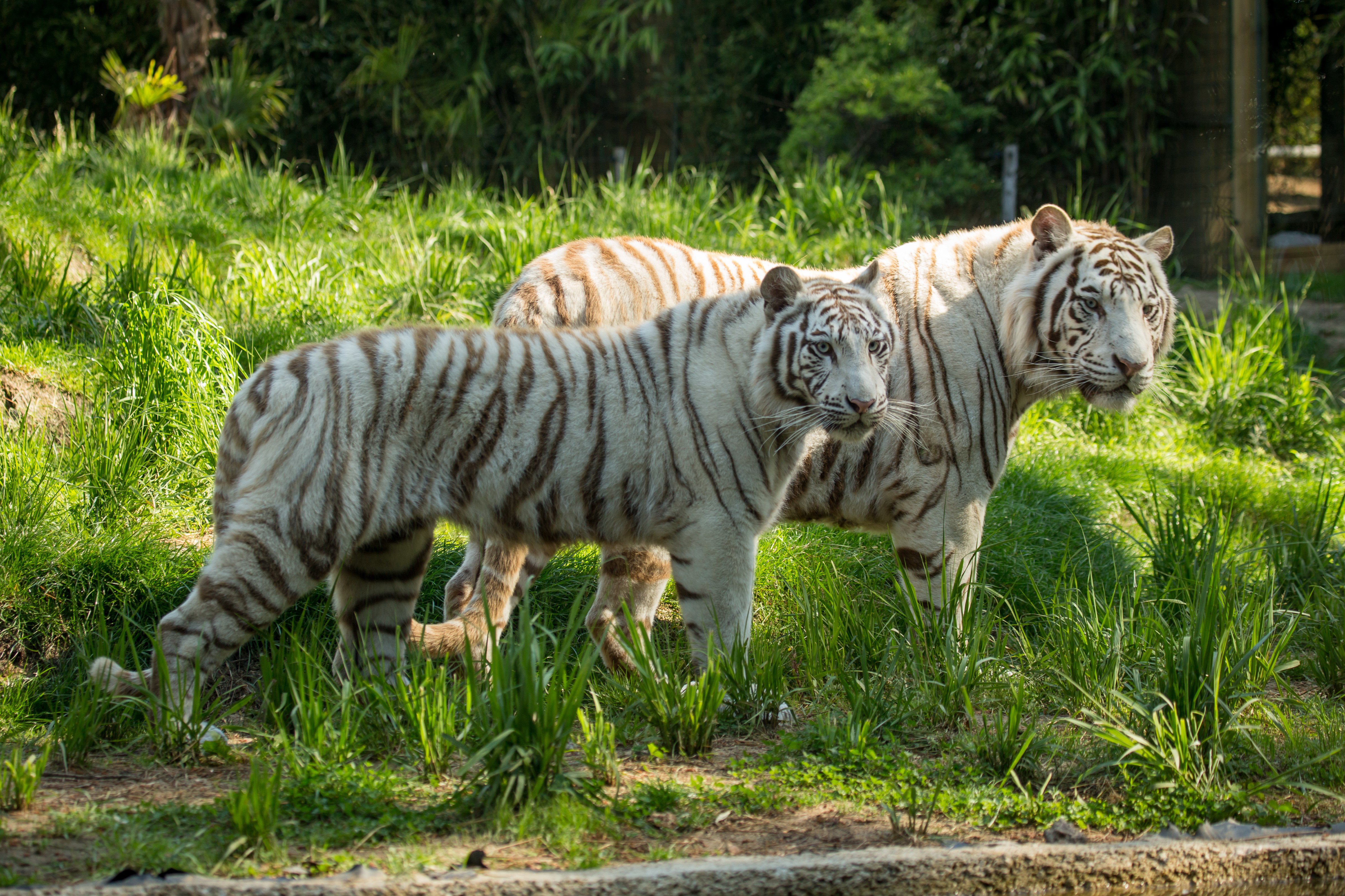 Two White Tigers in Grass HD Wallpaper
