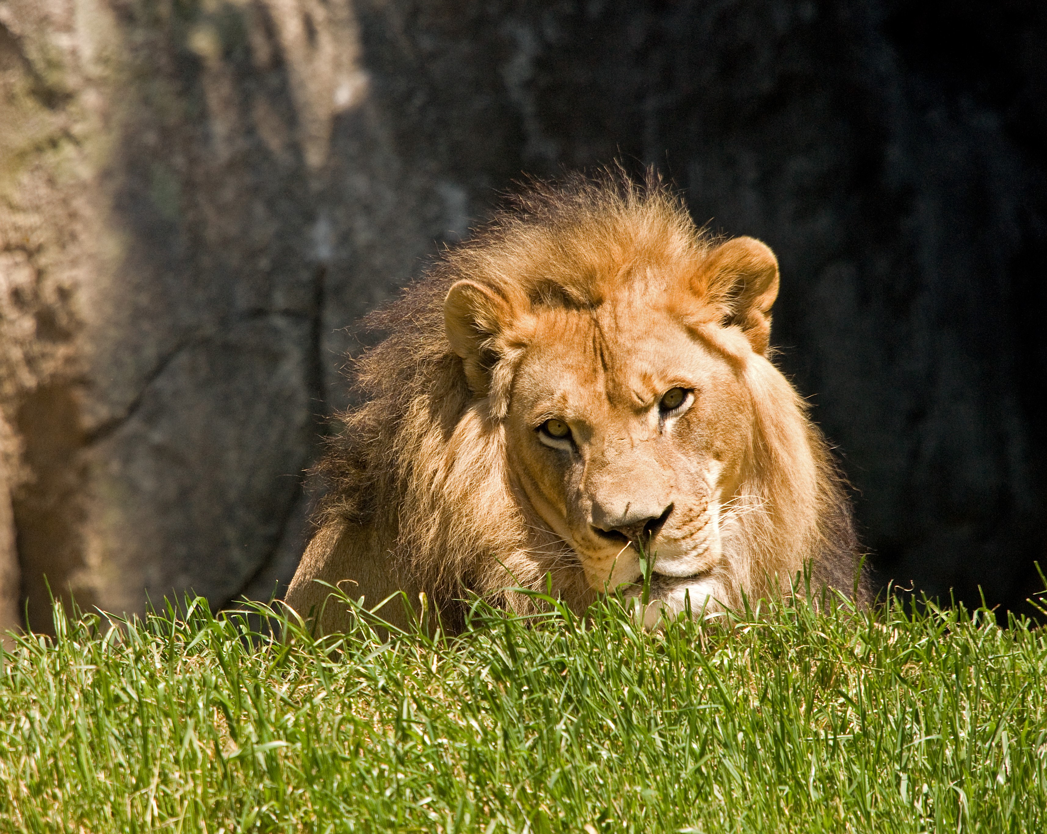 Lion lying in grass HD Wallpaper