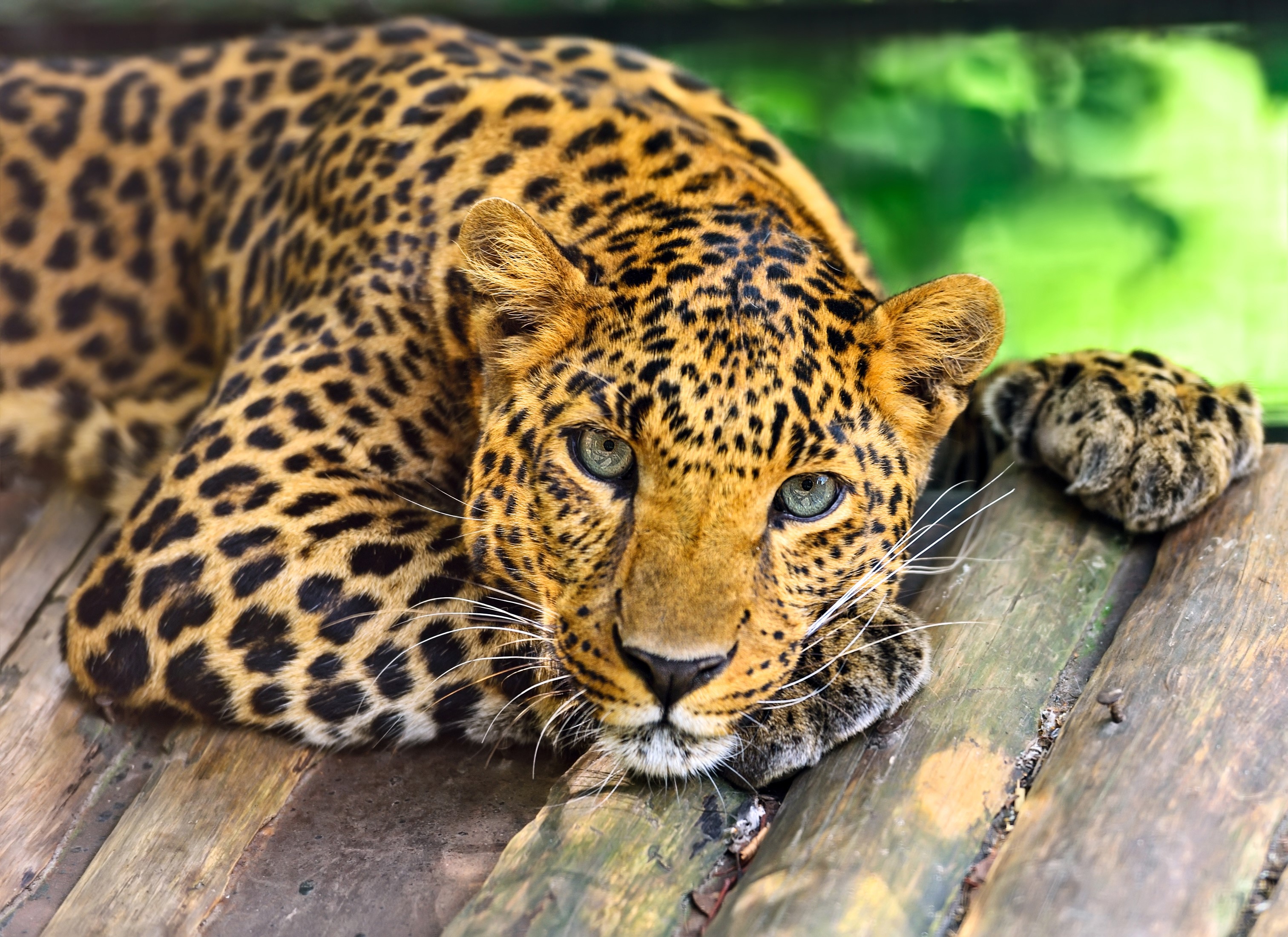 Leopard resting on wooden planks HD Wallpaper