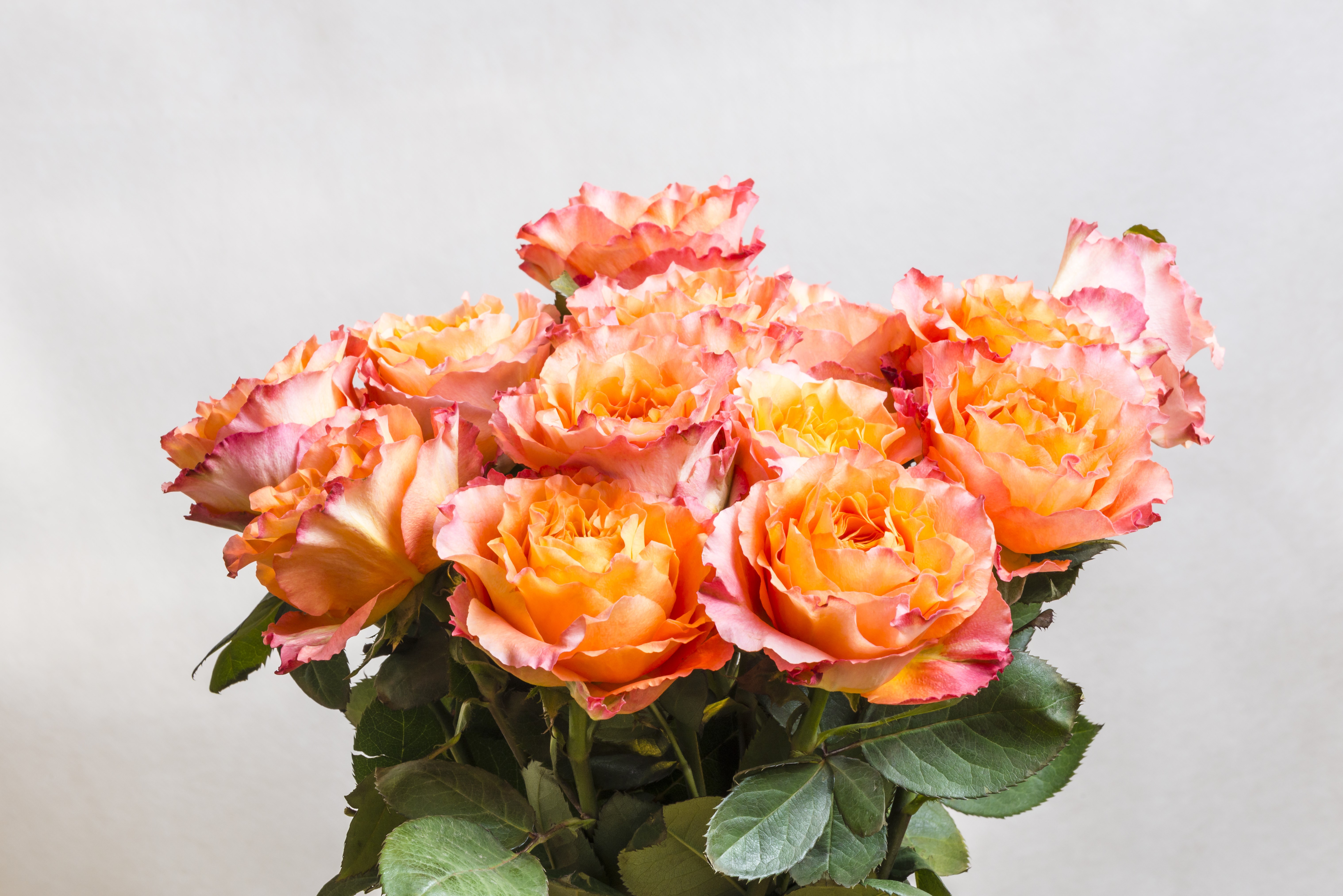 Bouquet of Orange and Pink Roses HD Wallpaper