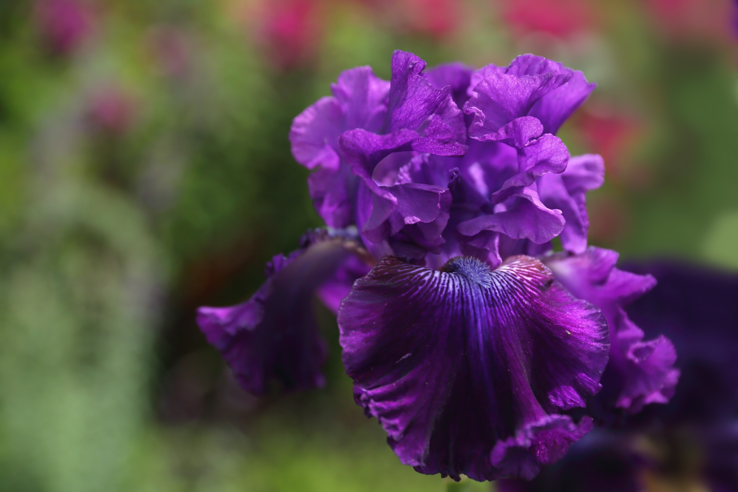 Purple Iris Flower Closeup HD Wallpaper