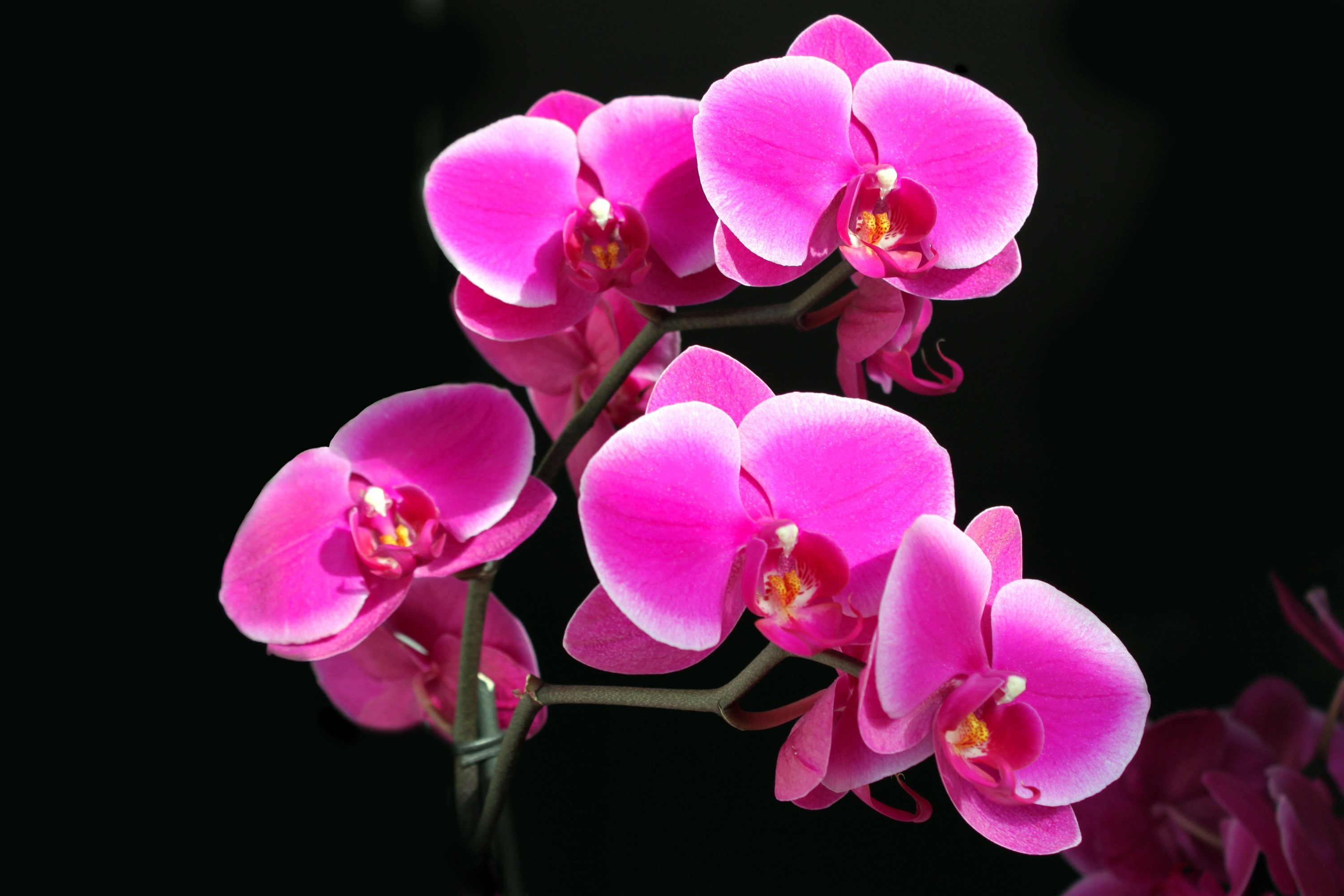 Close-up of pink orchids on a black background HD Wallpaper