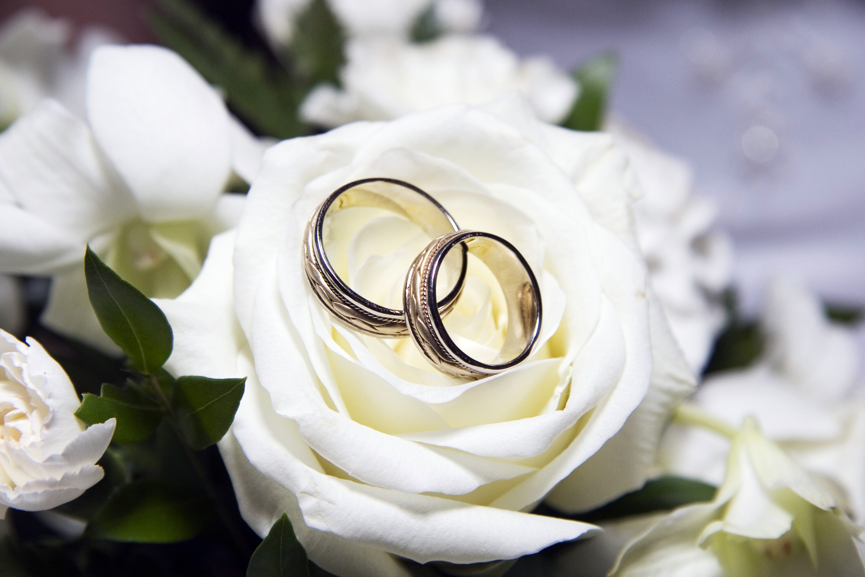 Two gold wedding rings on a white rose HD Wallpaper