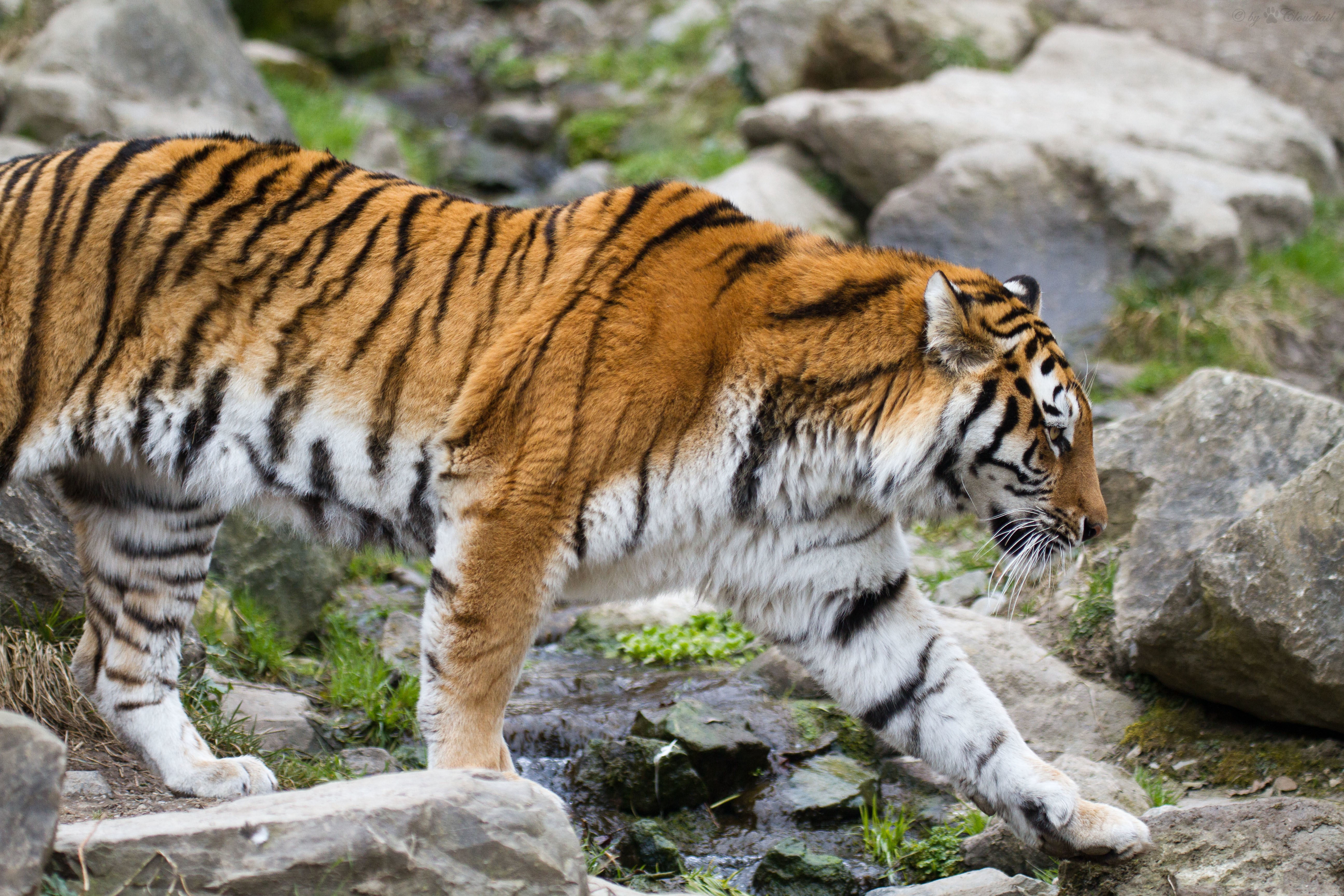 Siberian Tiger Walking on Rocks HD Wallpaper