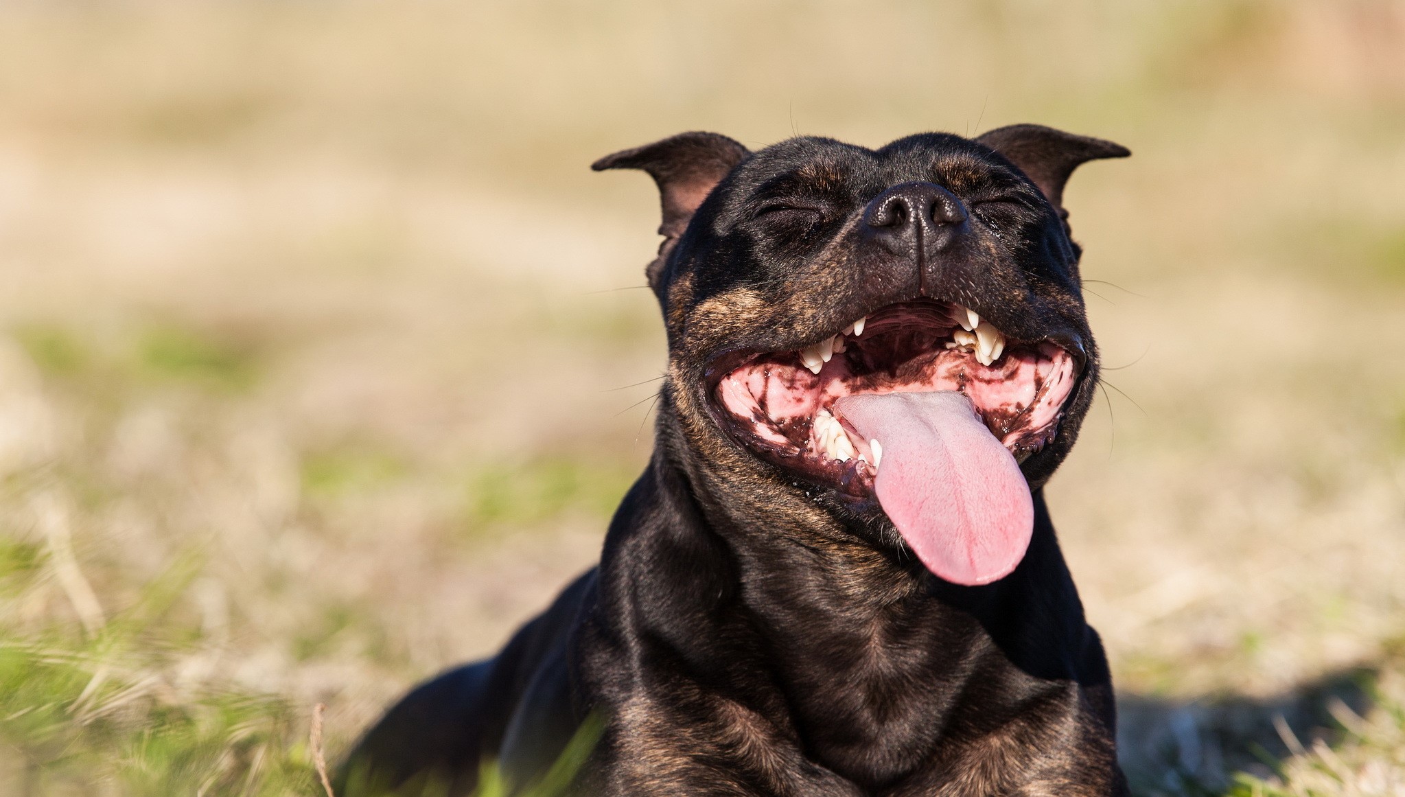 Staffordshire Bull Terrier panting in the sun HD Wallpaper