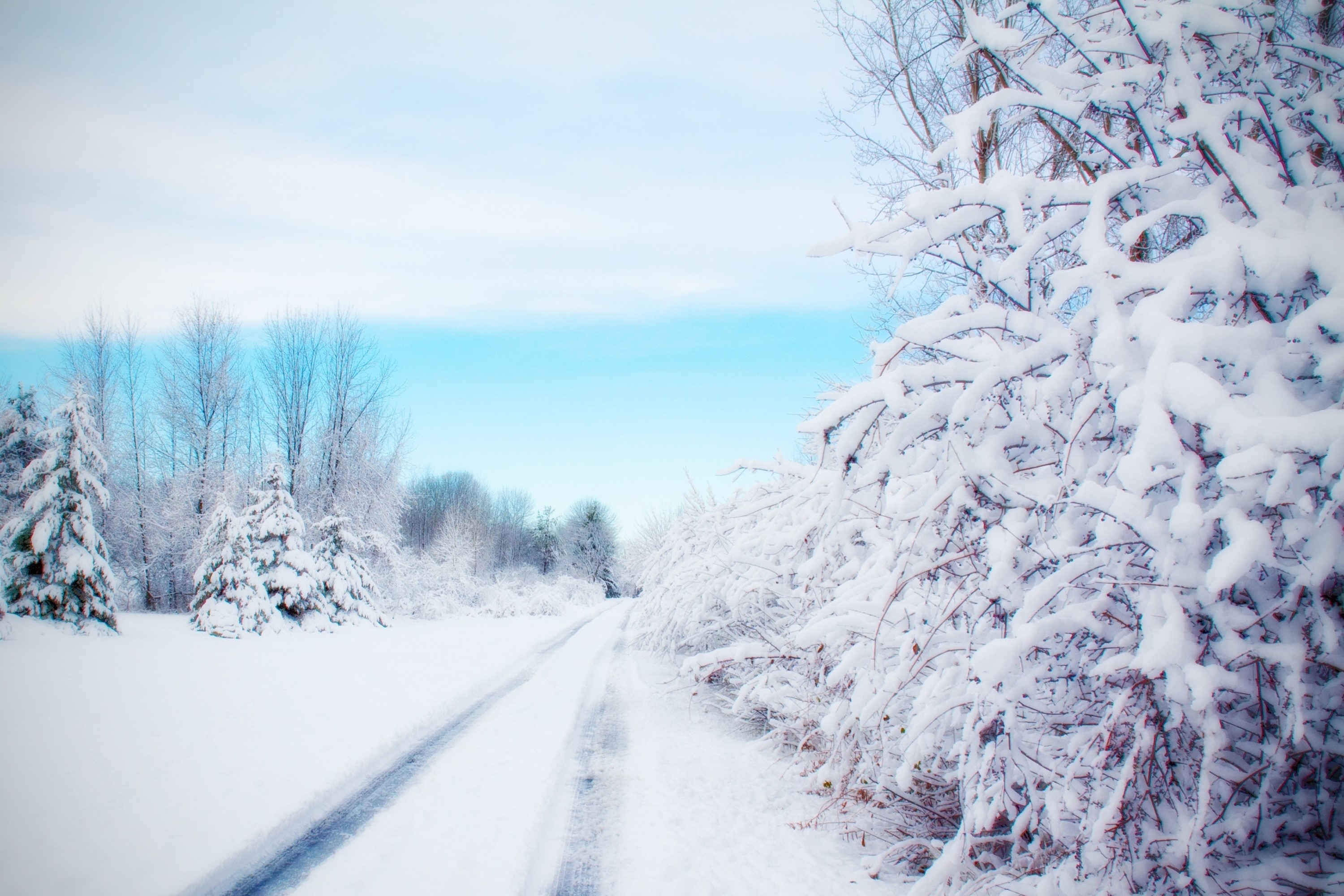 Snowy road through a winter forest HD Wallpaper