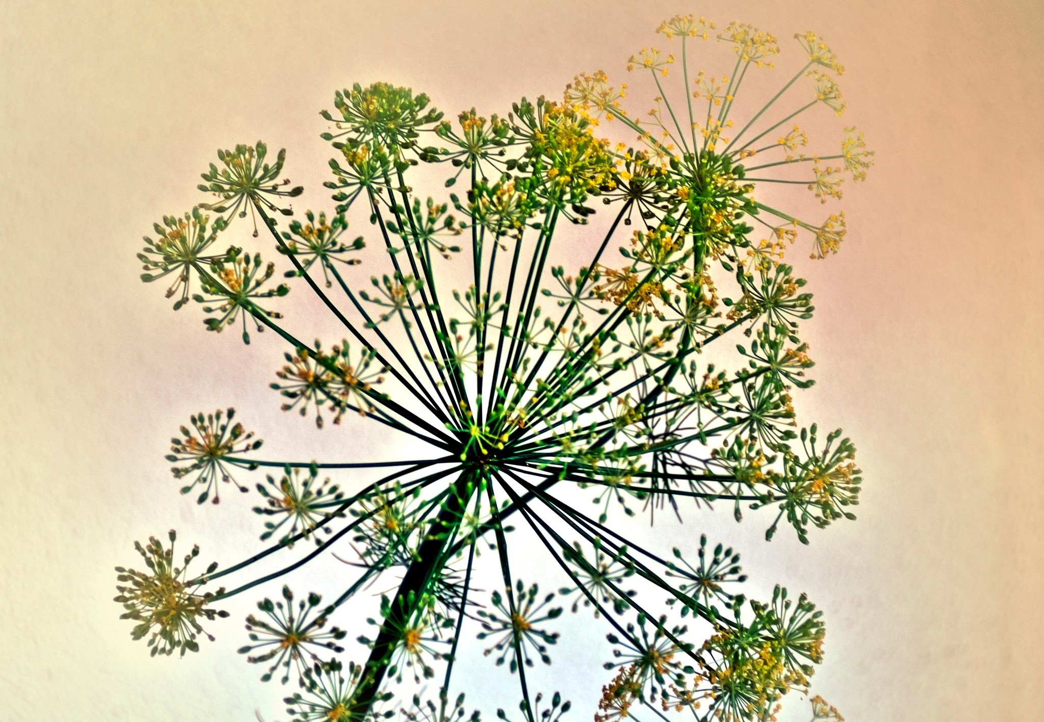 Dill flower close-up HD Wallpaper
