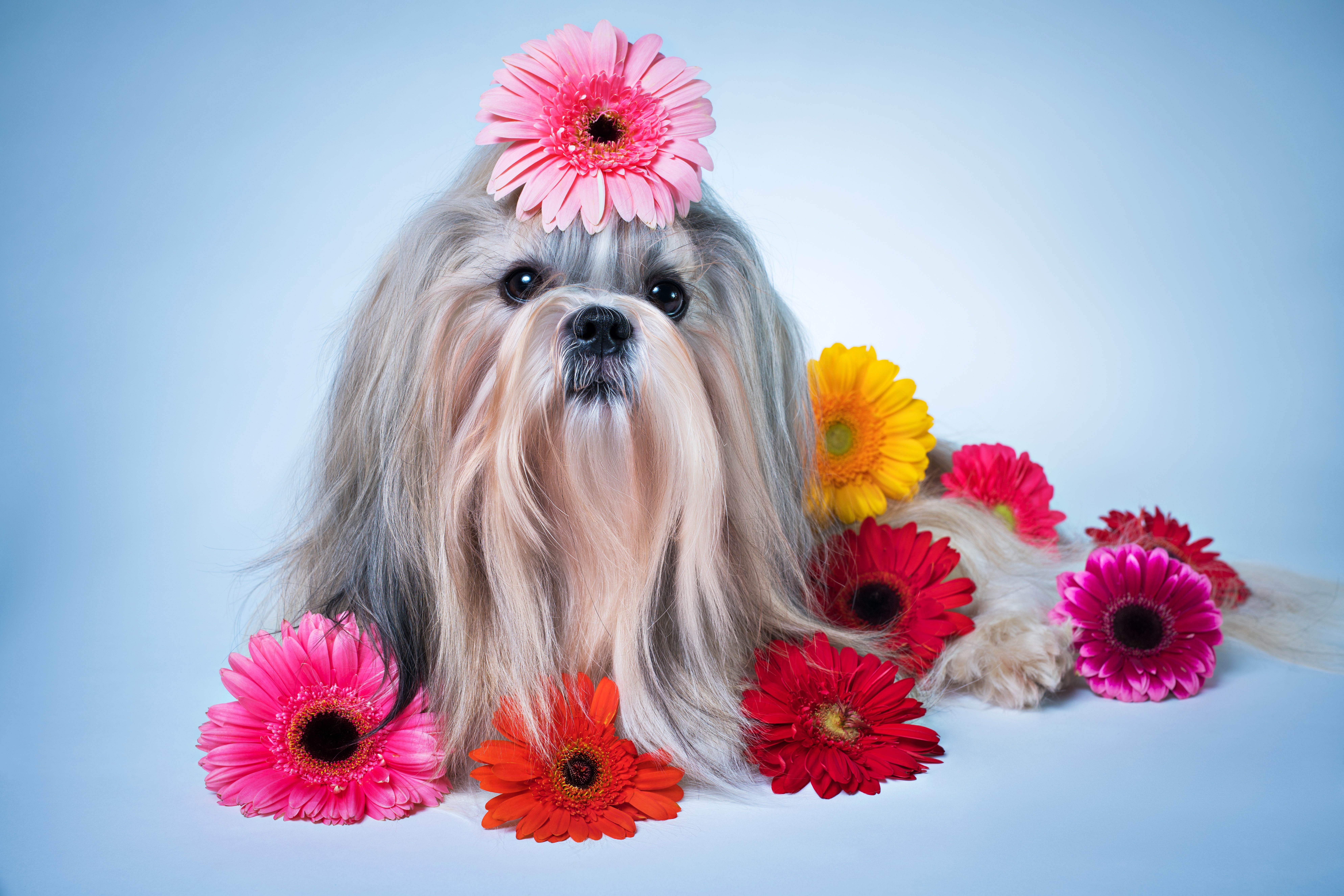 Shih Tzu Dog with Gerbera Flowers HD Wallpaper