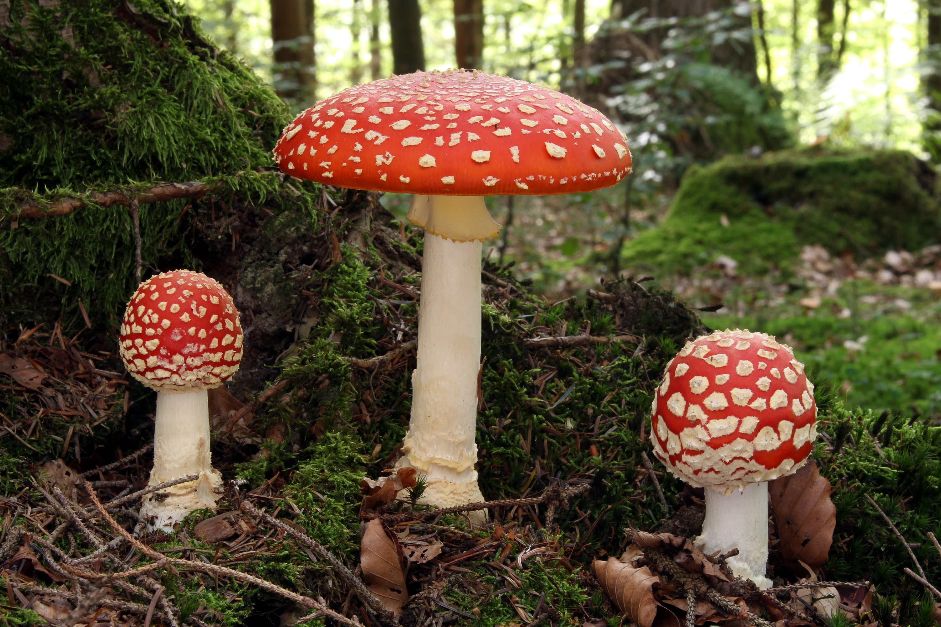 Three Fly Agaric mushrooms in a forest HD Wallpaper