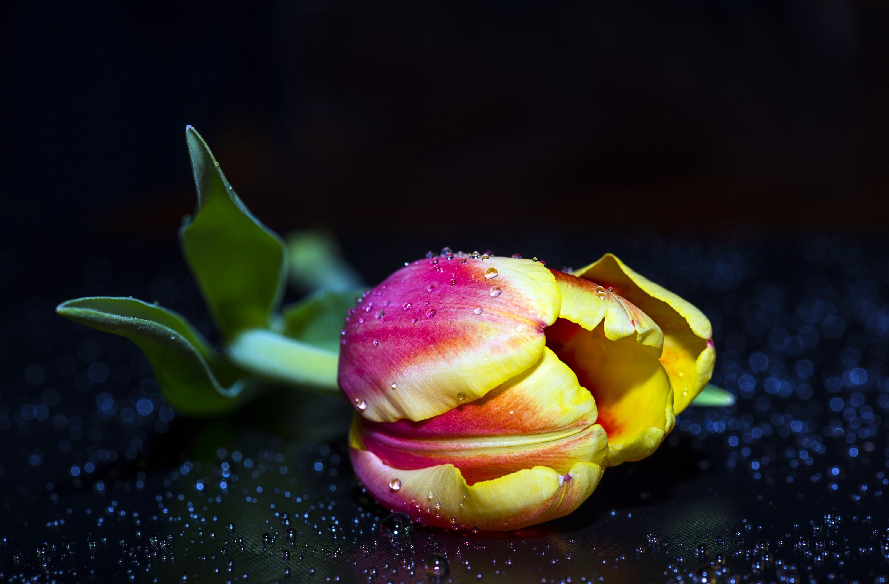 Tulip with water drops on a dark background HD Wallpaper