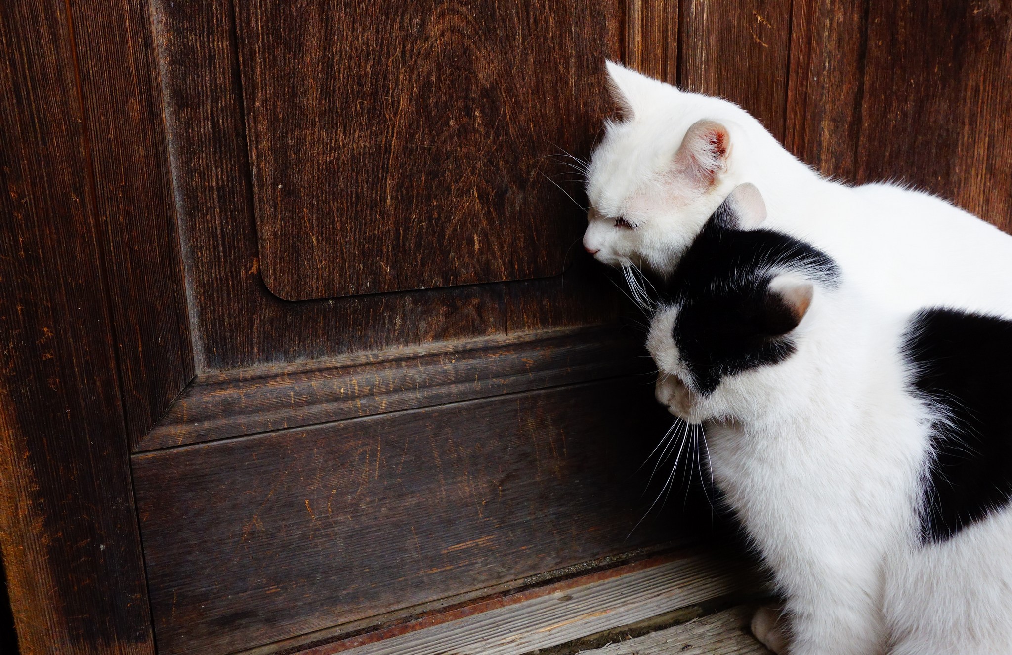Two cats by a wooden door HD Wallpaper