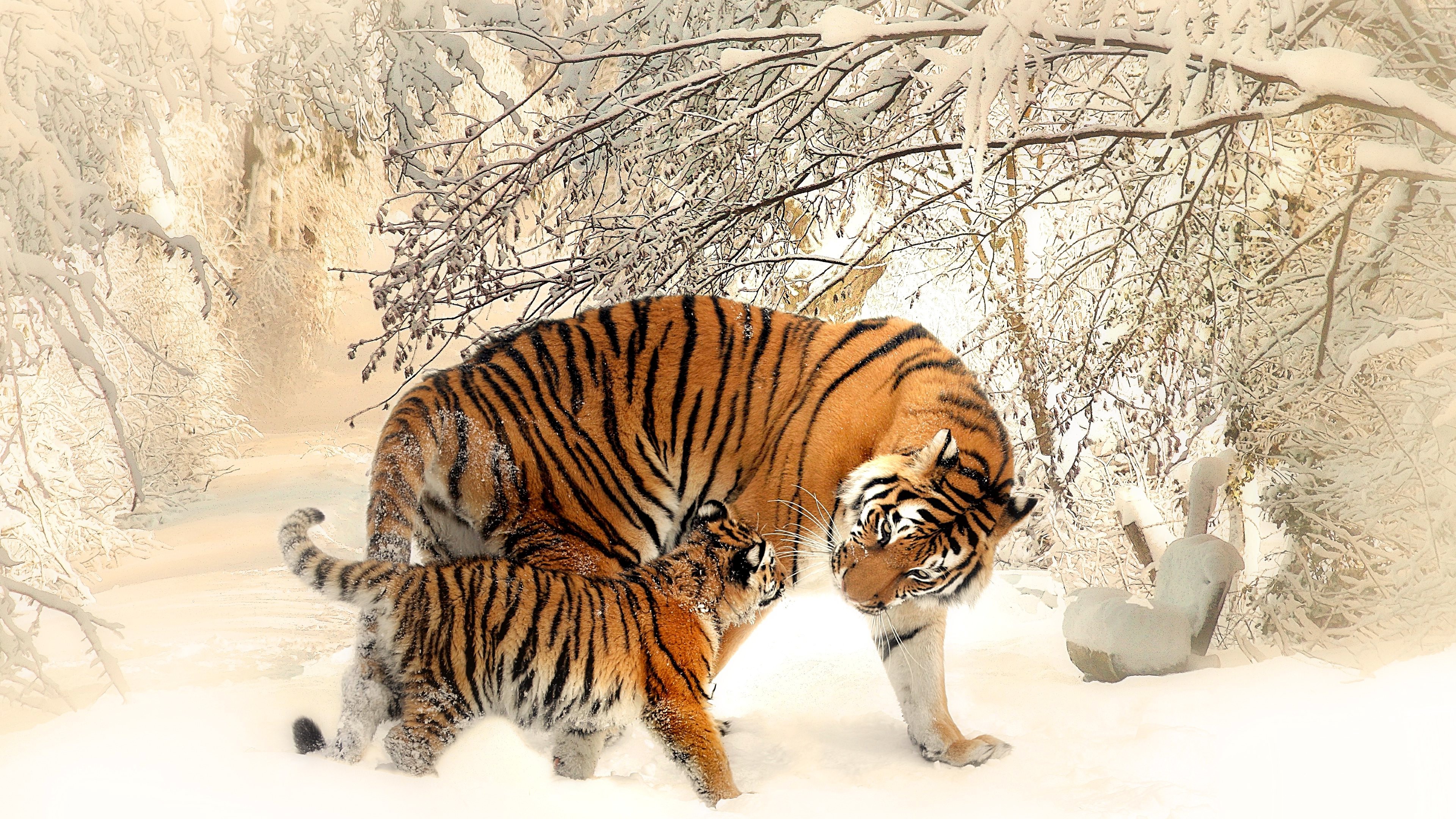 Two tigers and a cub in a snowy forest HD Wallpaper