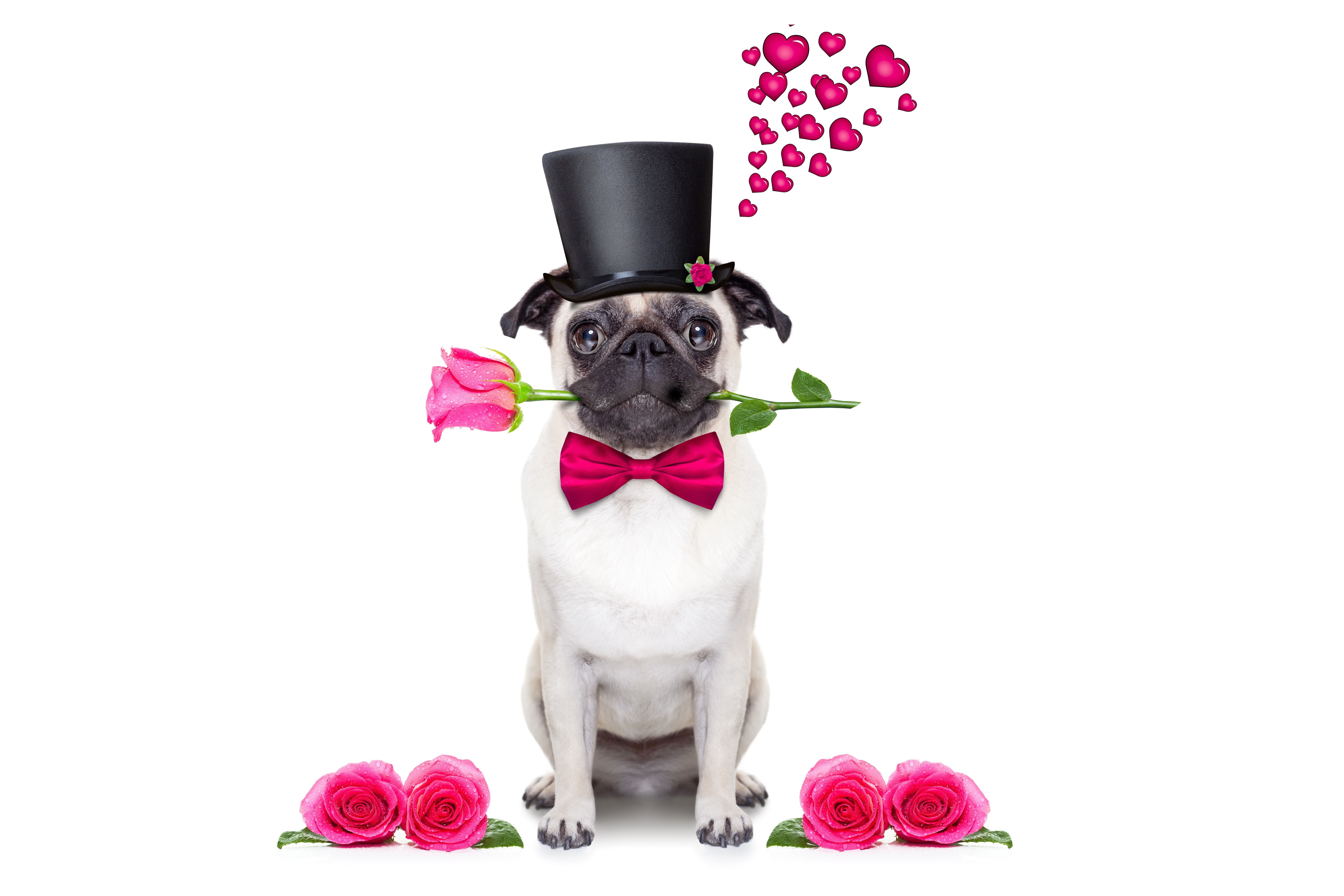 Pug with a rose and top hat HD Wallpaper