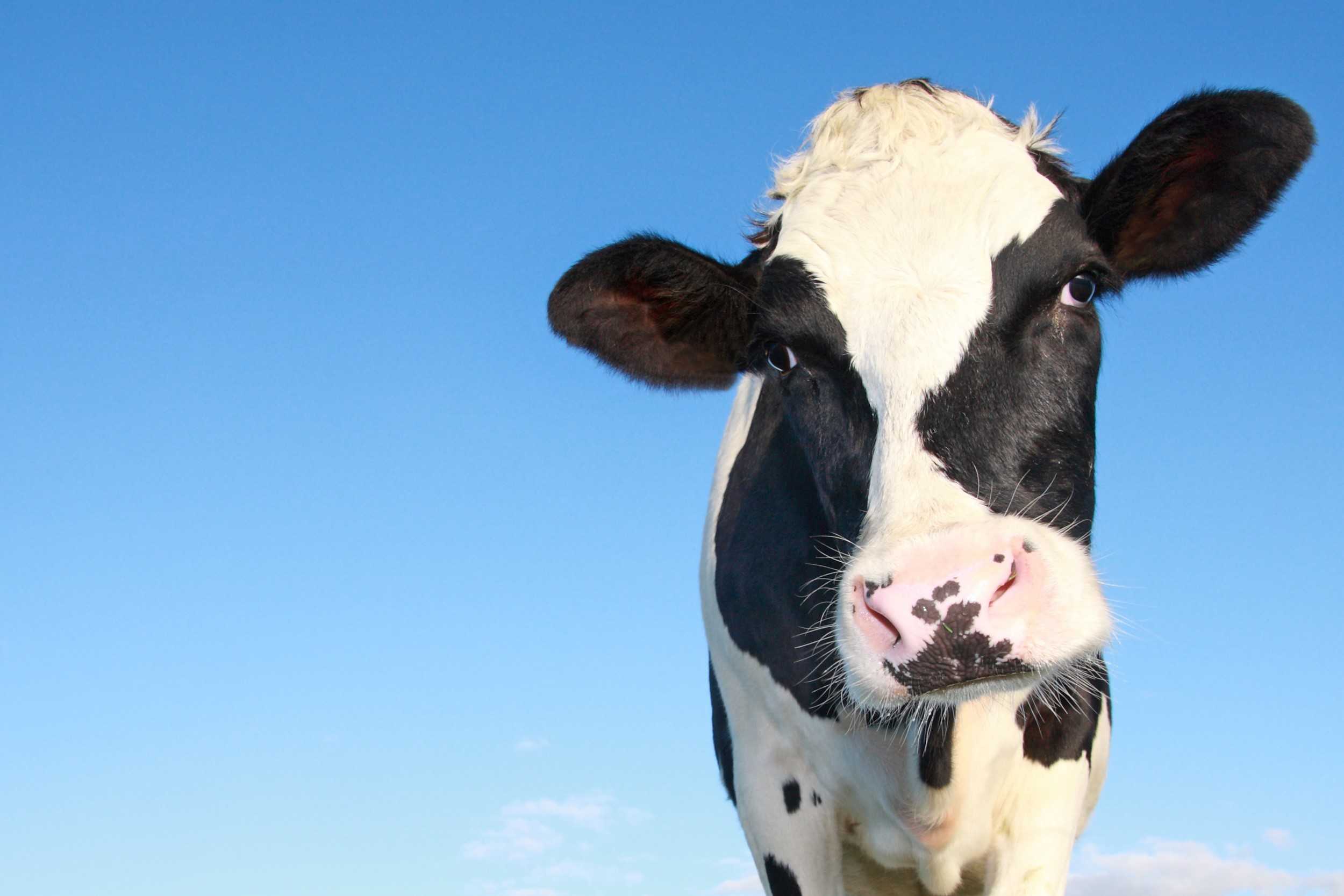 Cow looking at the camera with blue sky HD Wallpaper