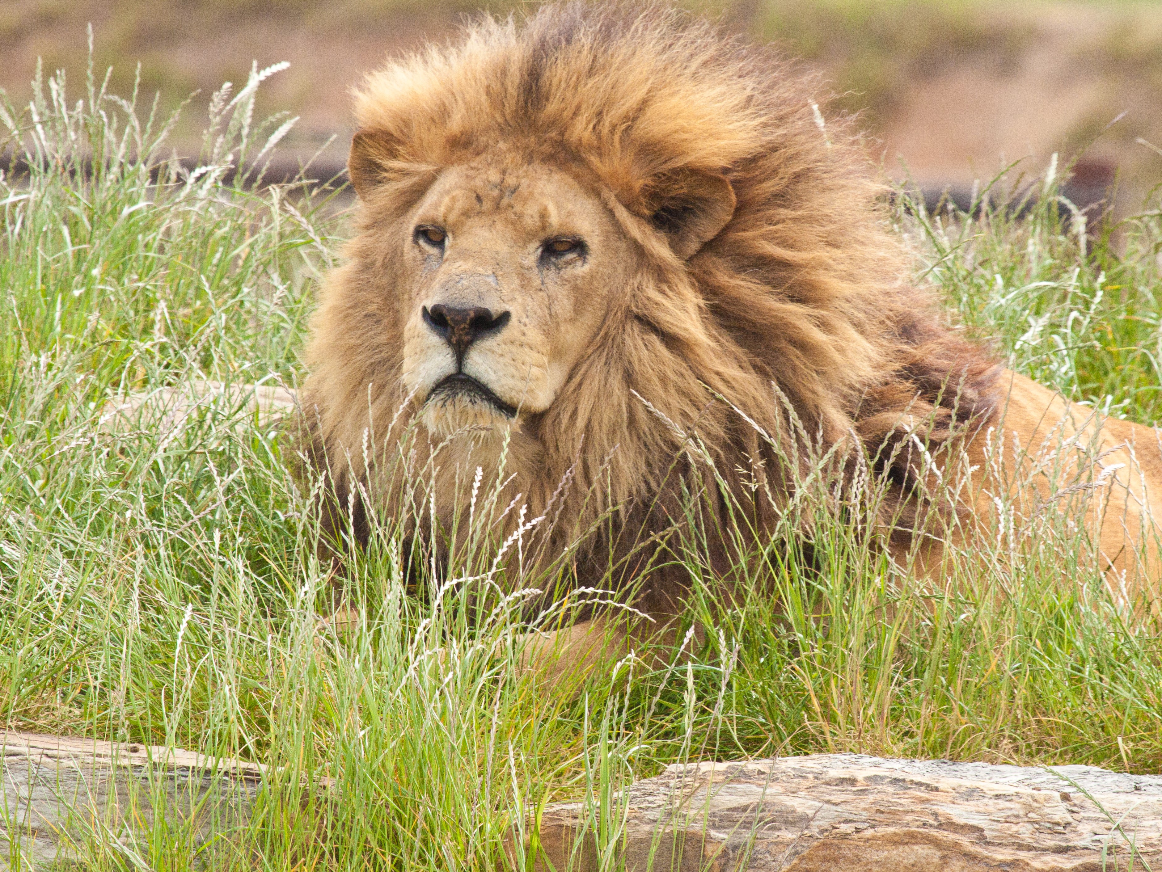Lion lying in tall grass HD Wallpaper