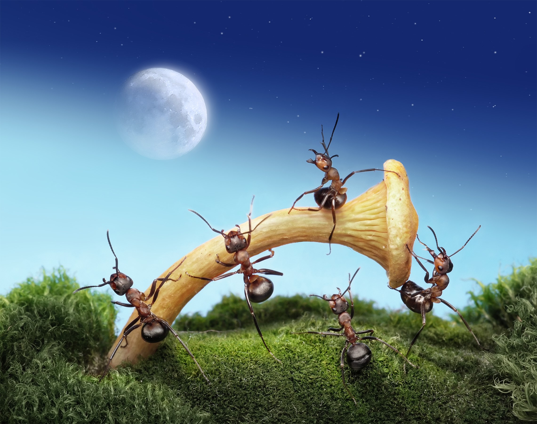 Ants carrying a mushroom under the moon HD Wallpaper