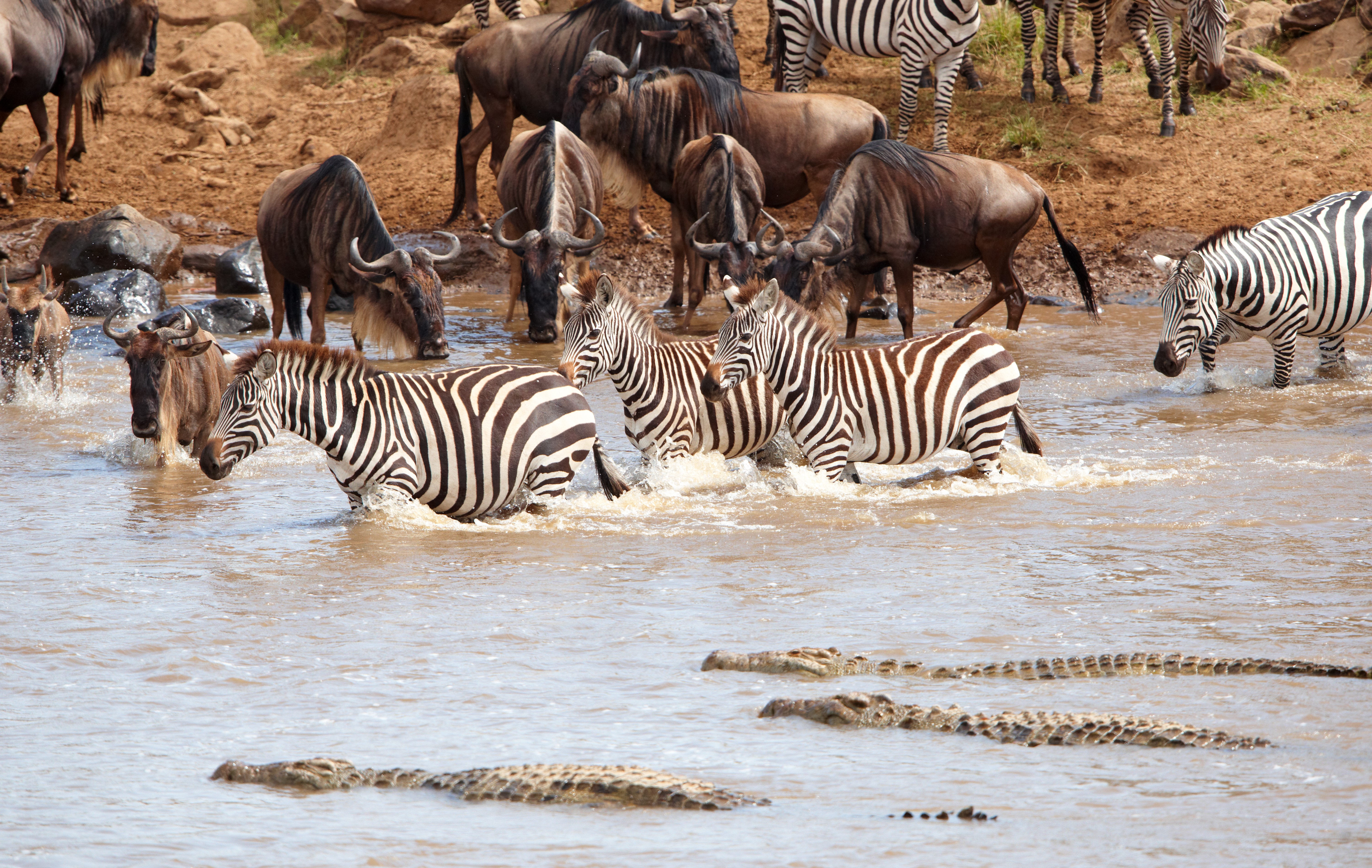 Zebras and Wildebeest Crossing a River with Crocodiles HD Wallpaper