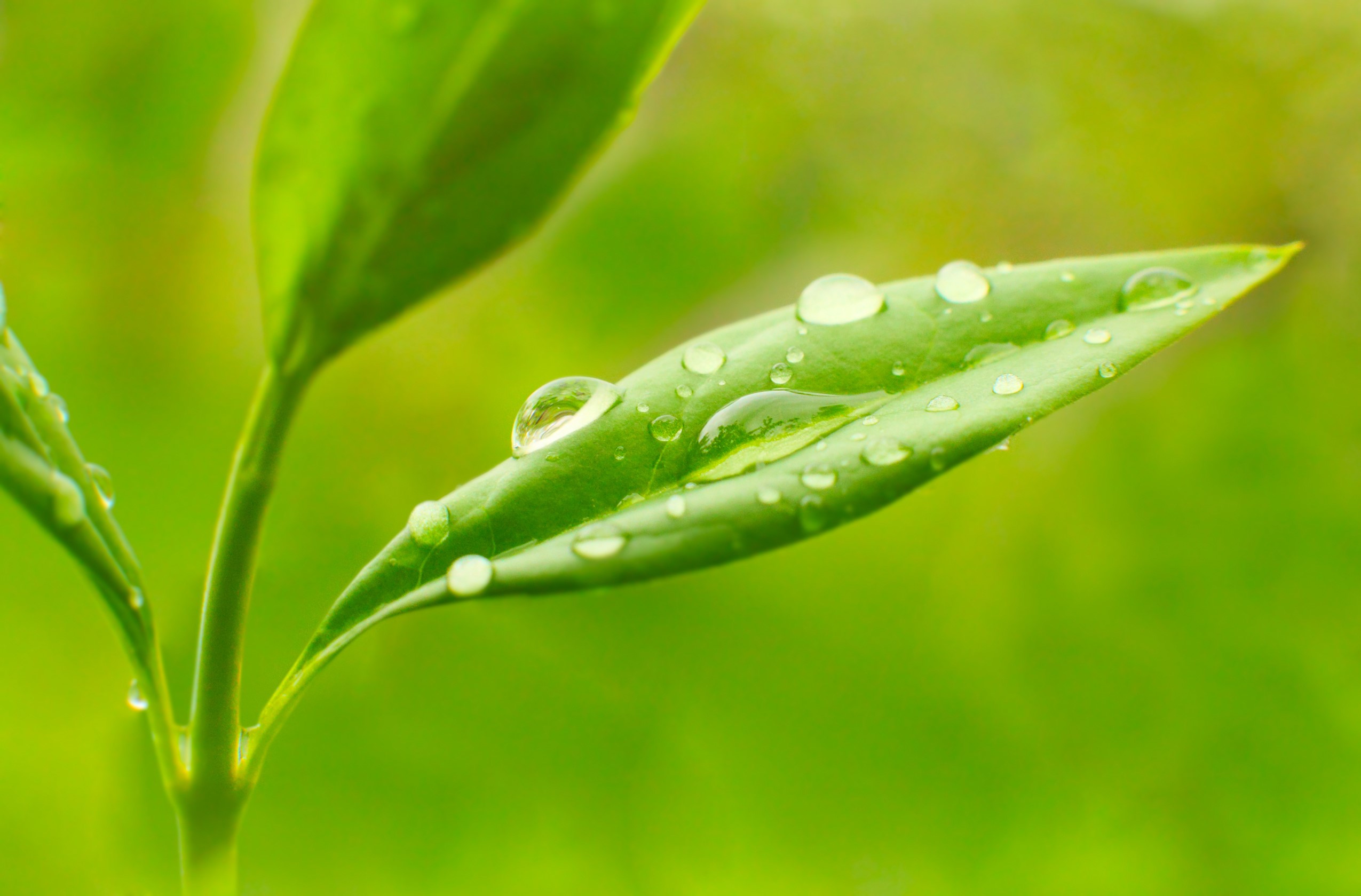Close-up of green leaves with water drops HD Wallpaper