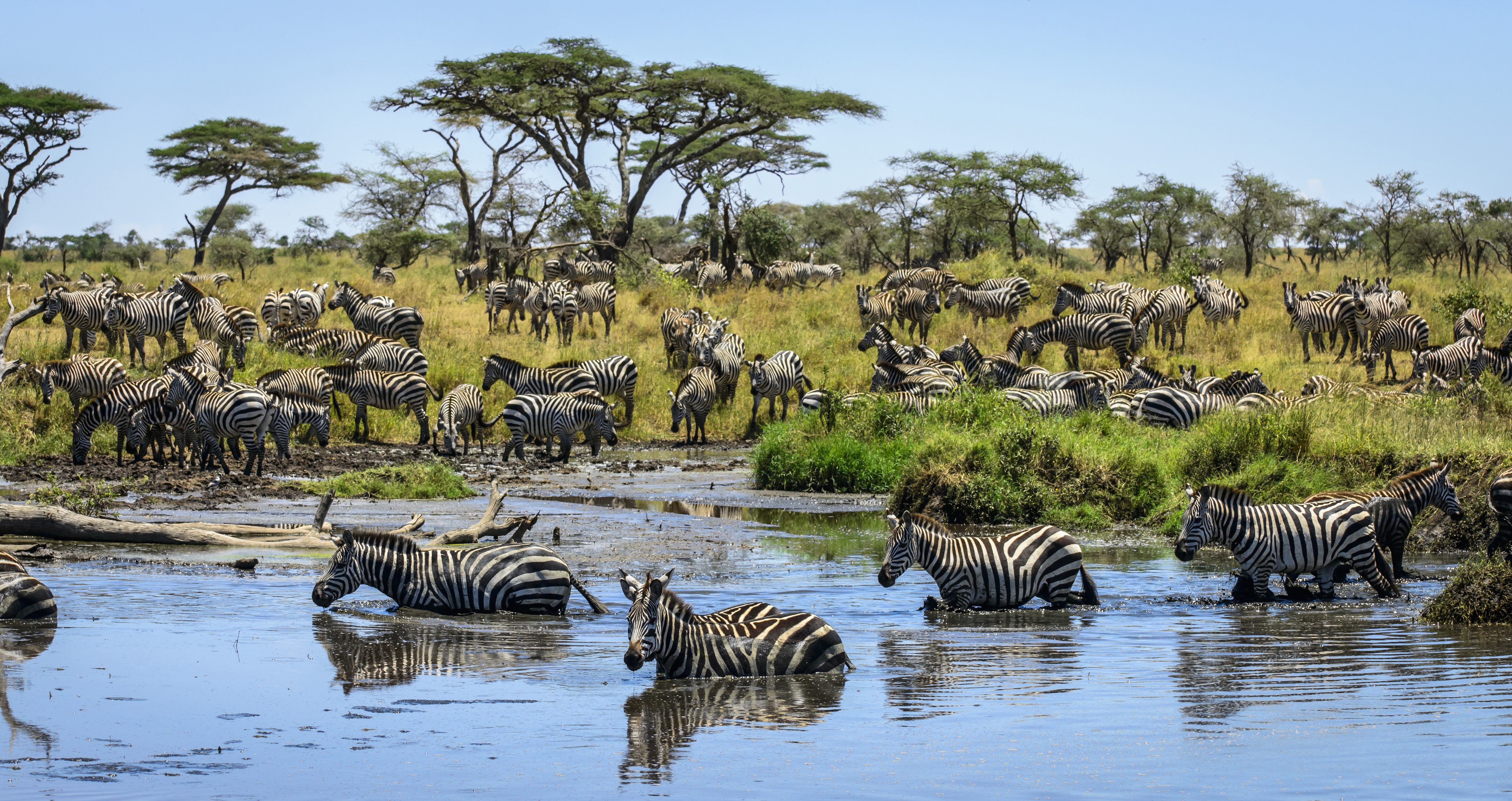 Herd of Zebras in Water HD Wallpaper