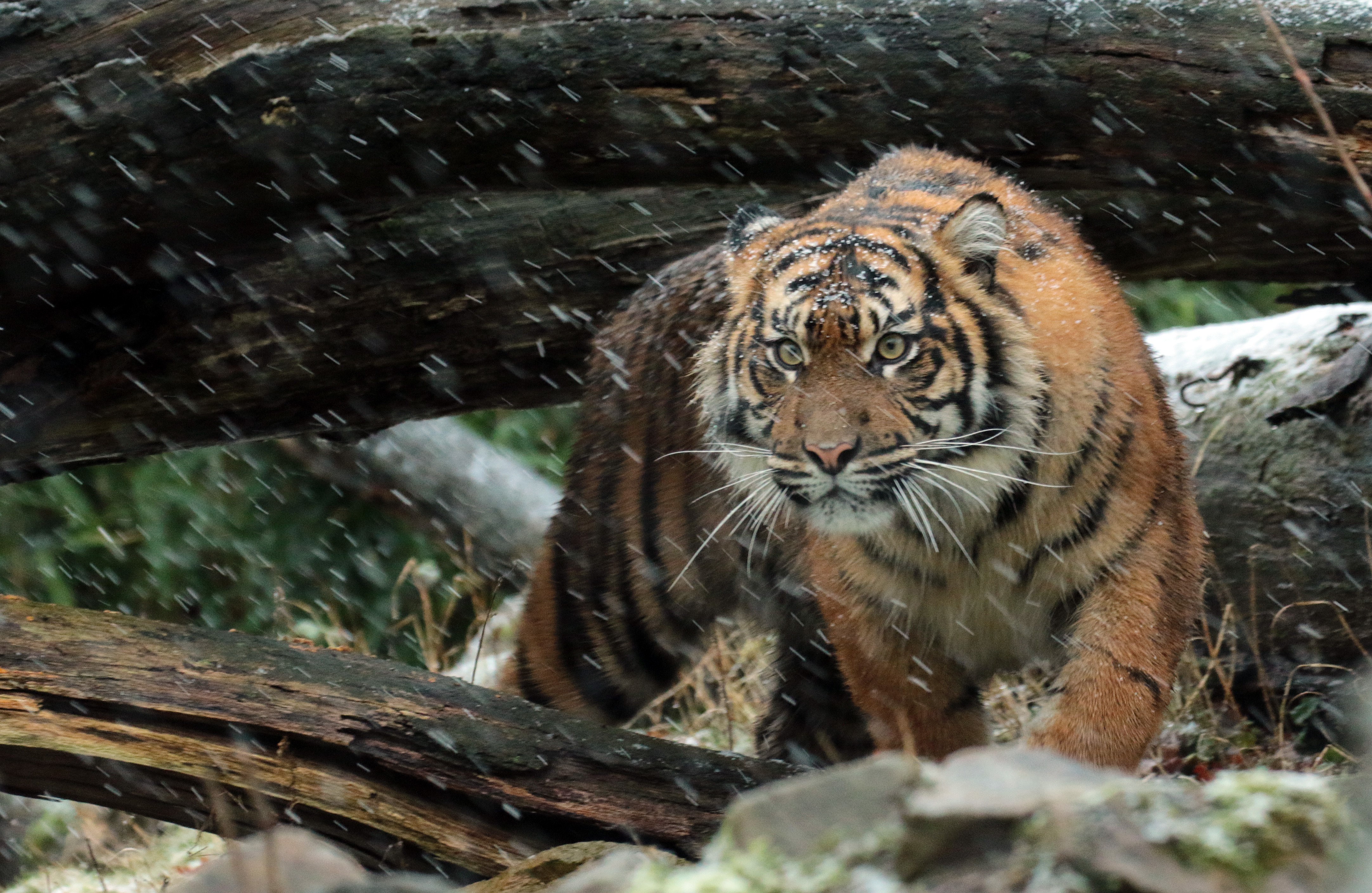 Sumatran tiger in snow HD Wallpaper