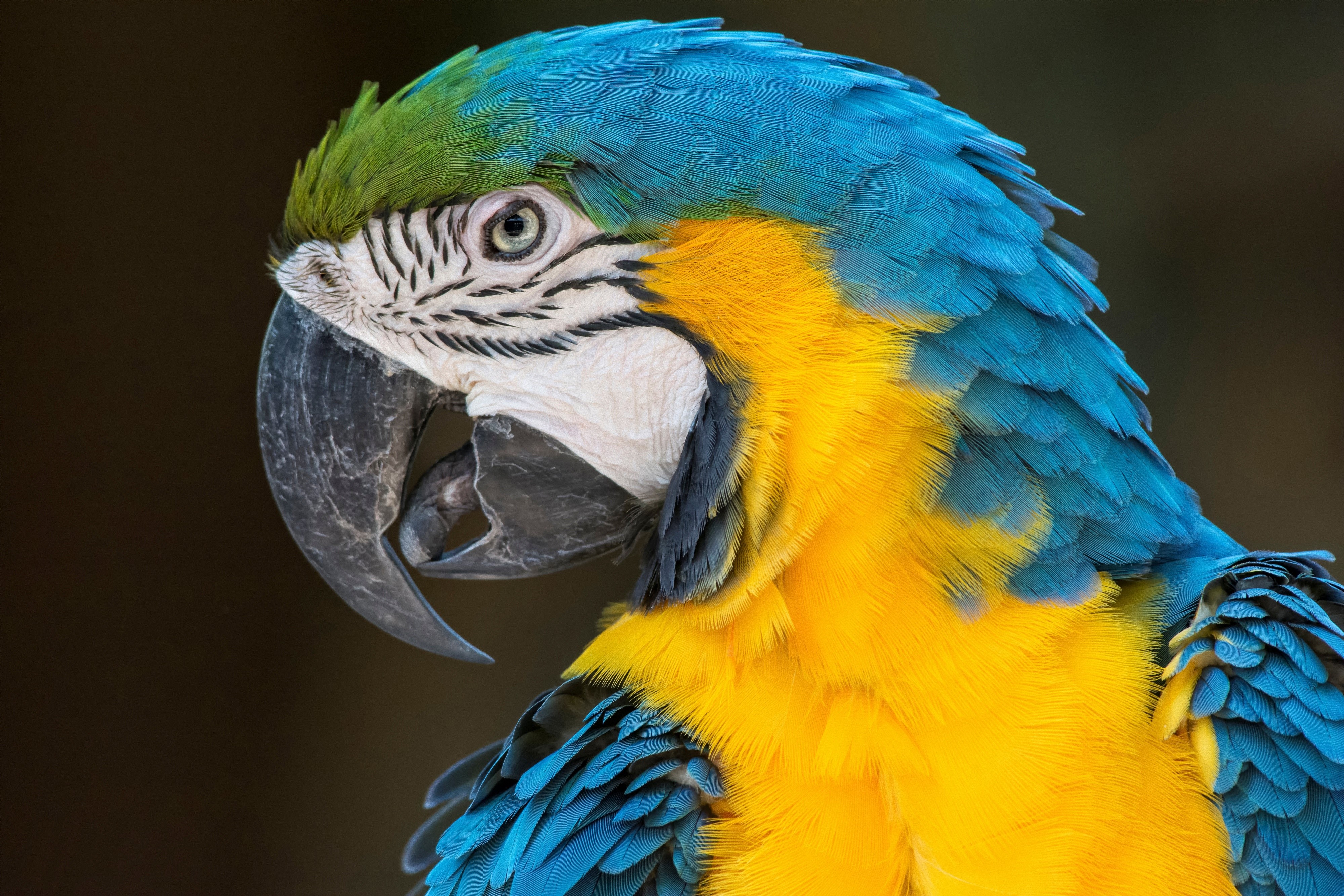 Closeup of a Blue-and-Yellow Macaw Parrot HD Wallpaper