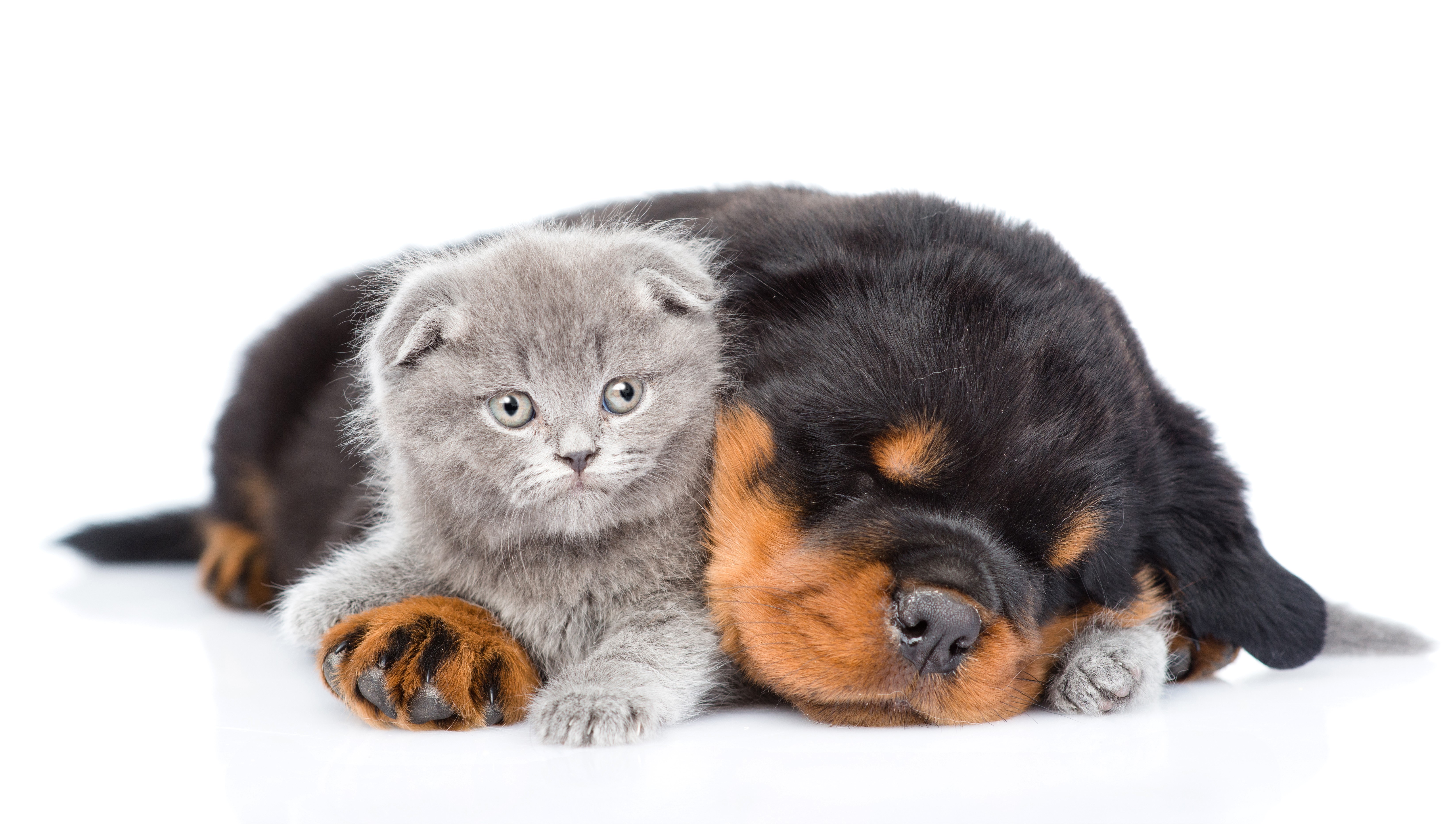 Rottweiler puppy and Scottish Fold kitten sleeping HD Wallpaper