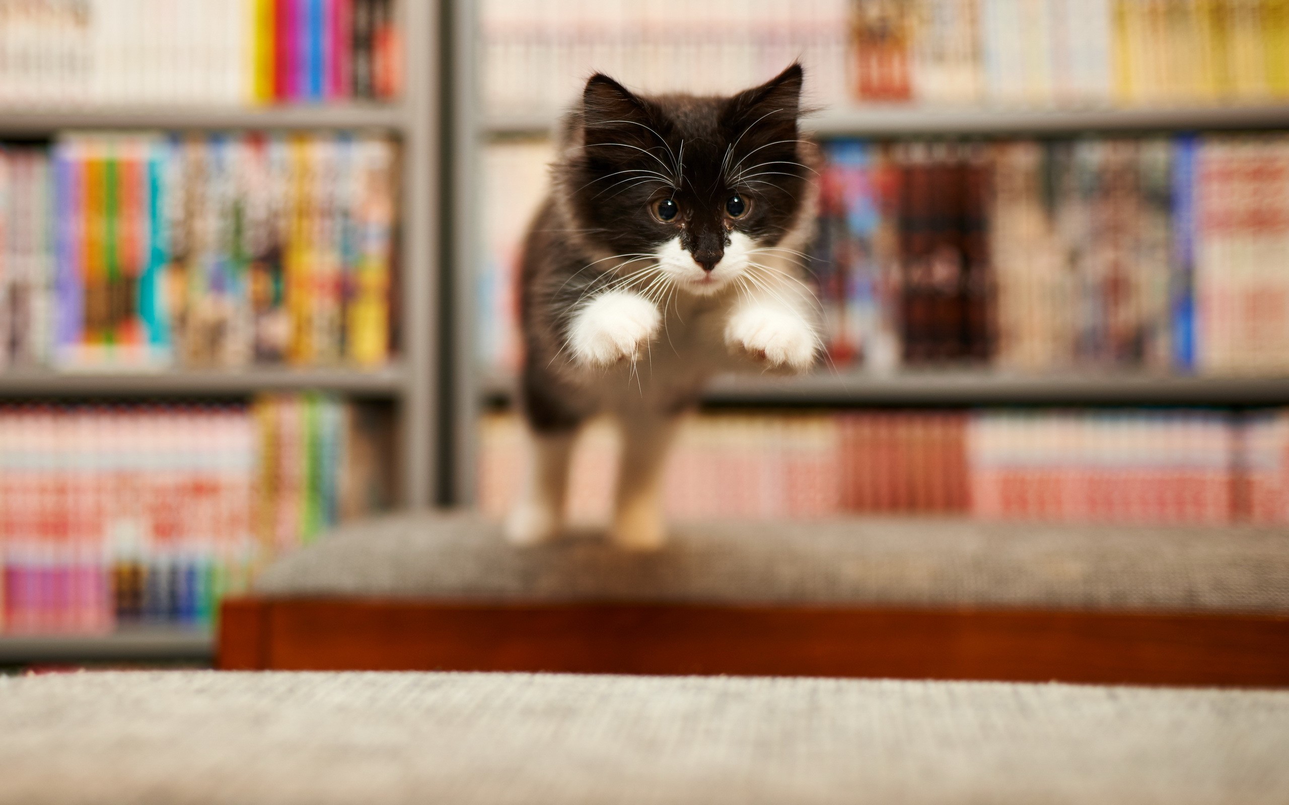Black and white kitten jumping in front of bookshelves HD Wallpaper
