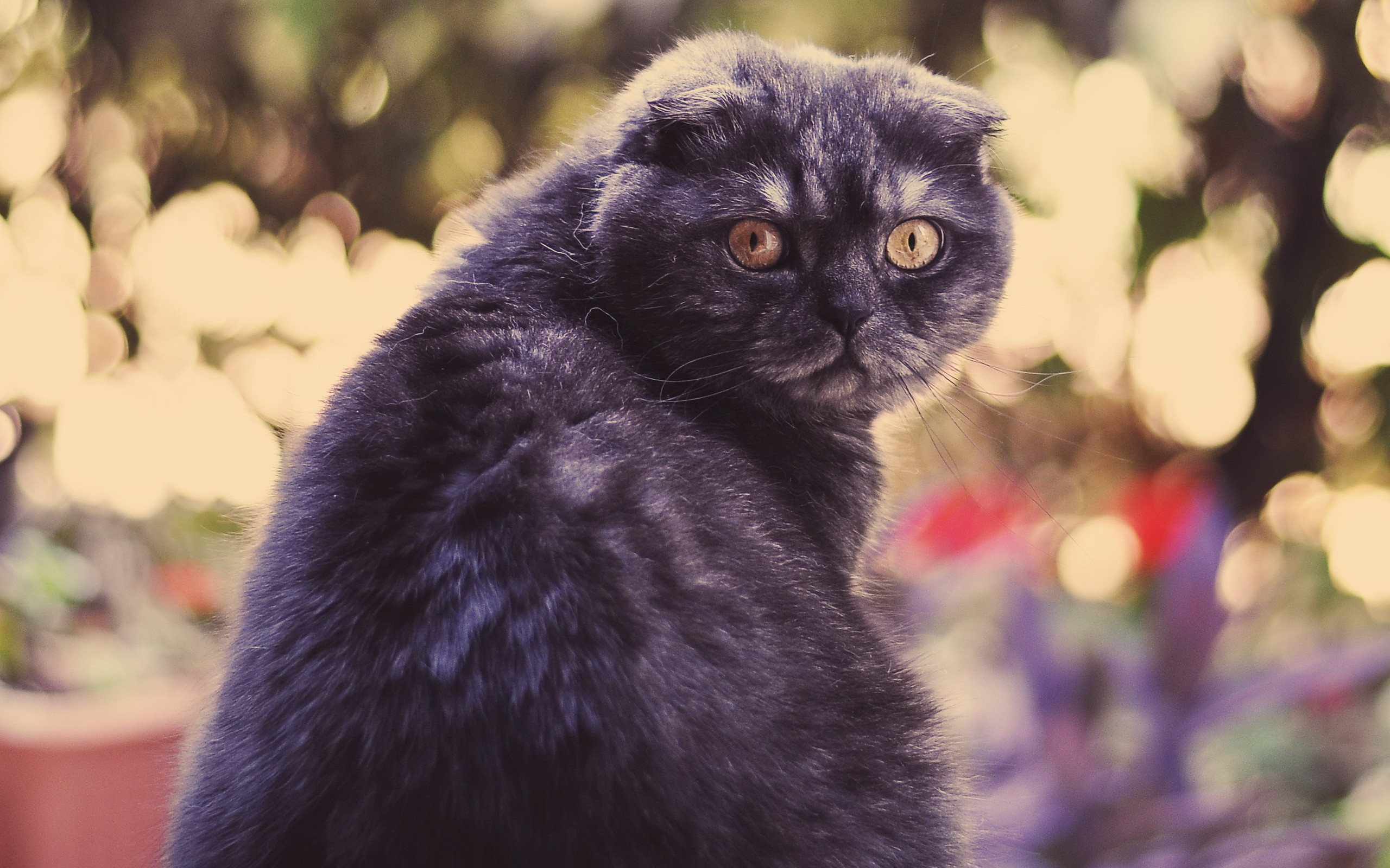 Scottish Fold cat with folded ears looking back HD Wallpaper