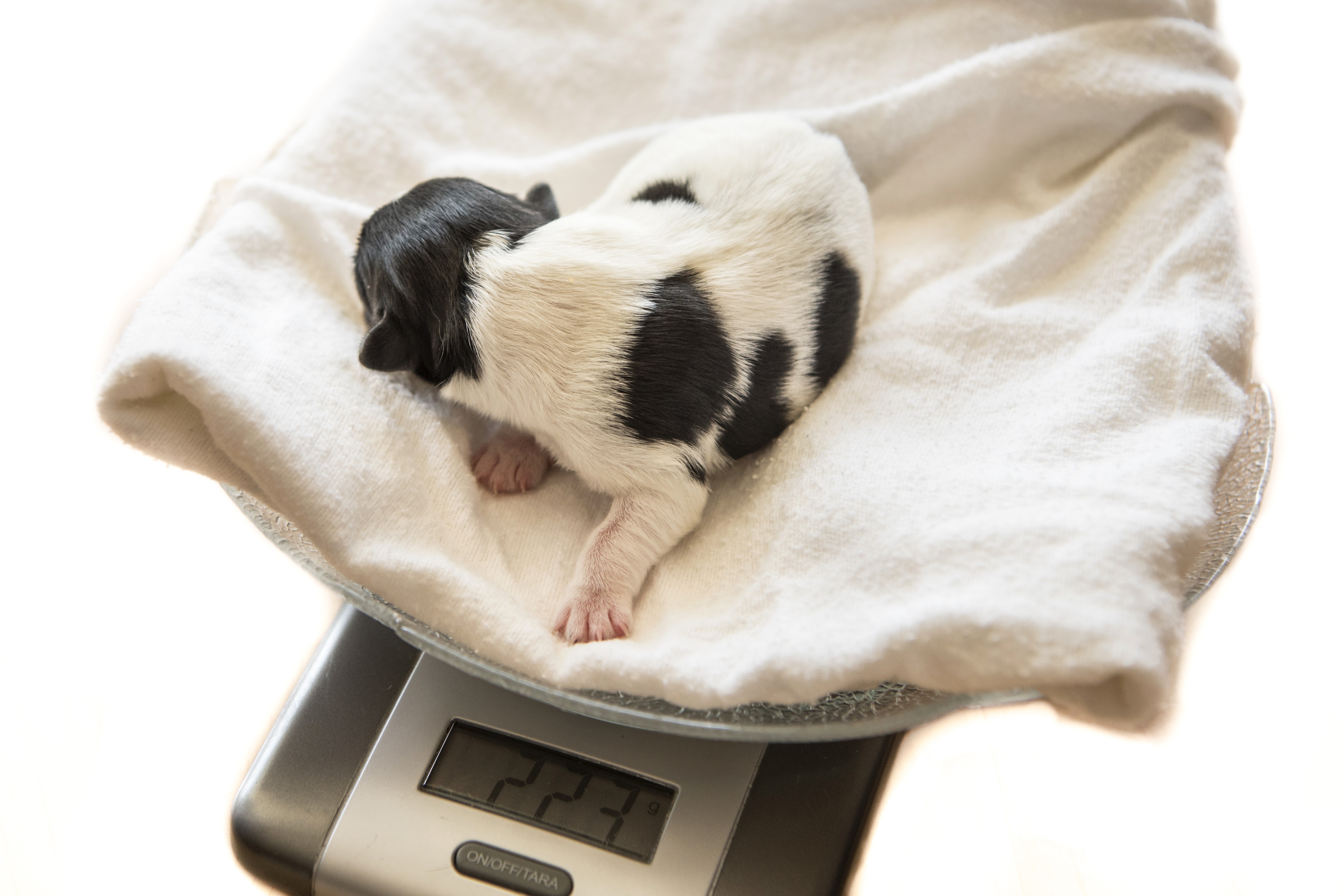 Puppy on a scale HD Wallpaper