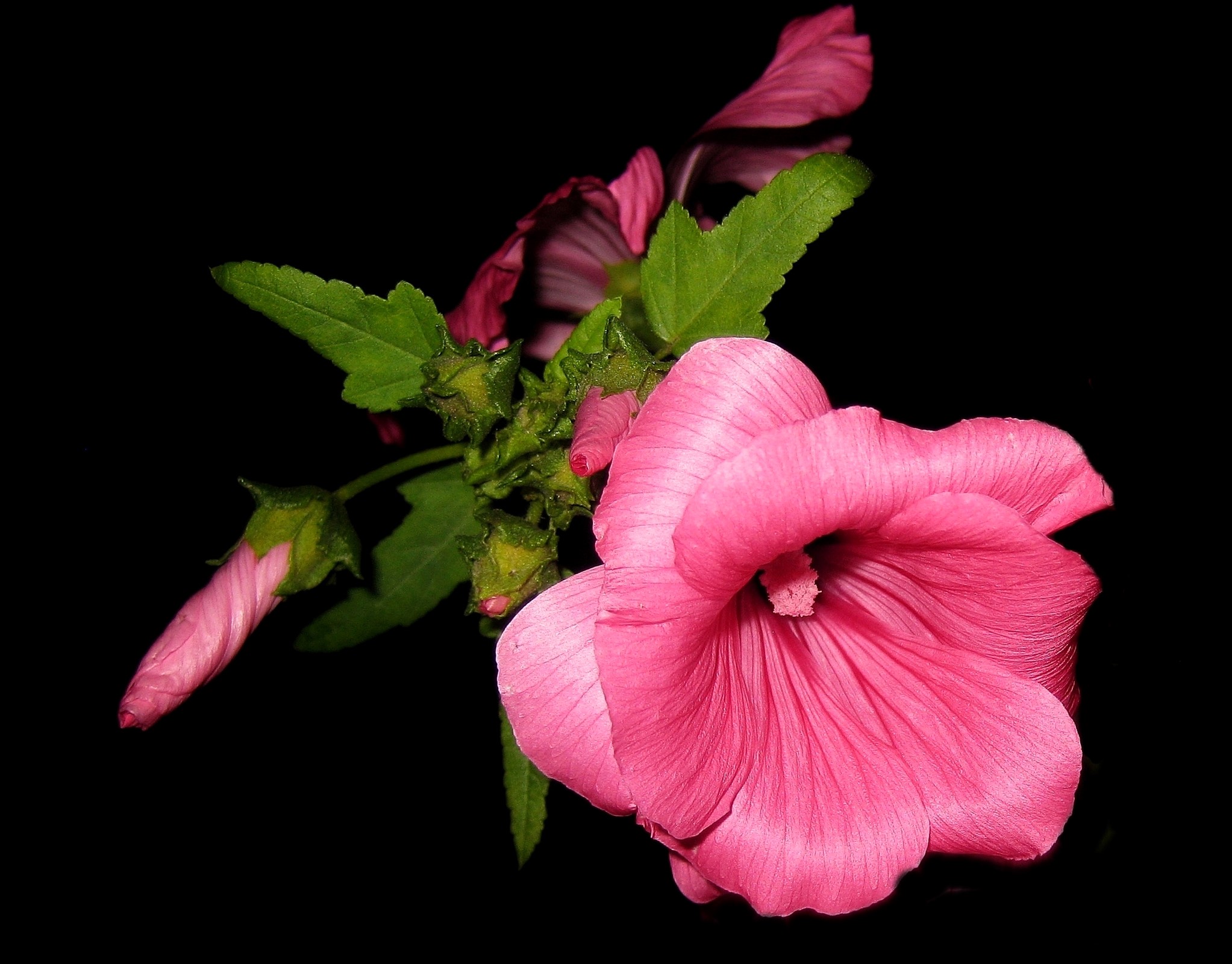 Pink Malva flower and buds on black background HD Wallpaper