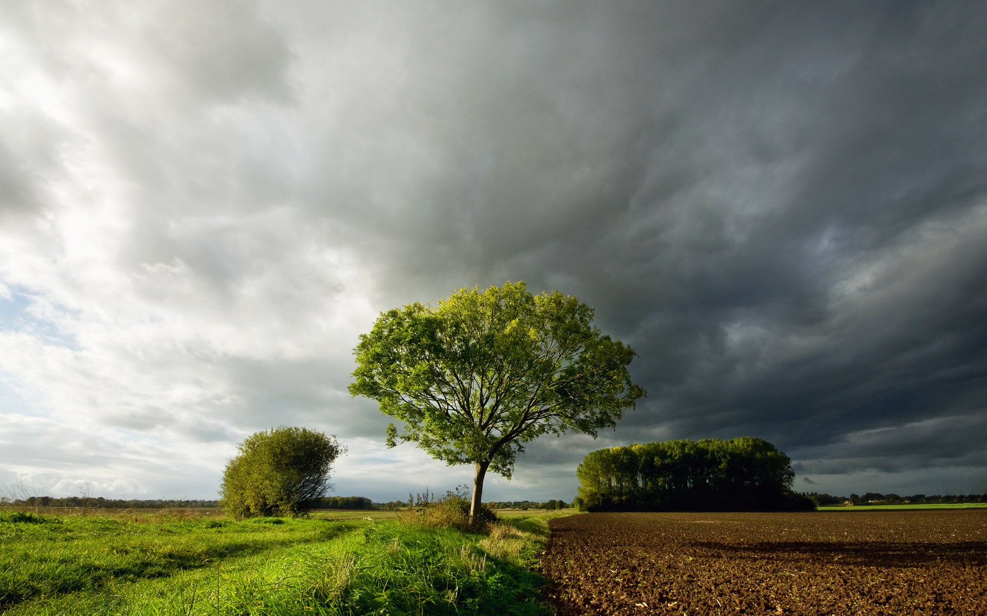 Stormy sky over a field with trees HD Wallpaper
