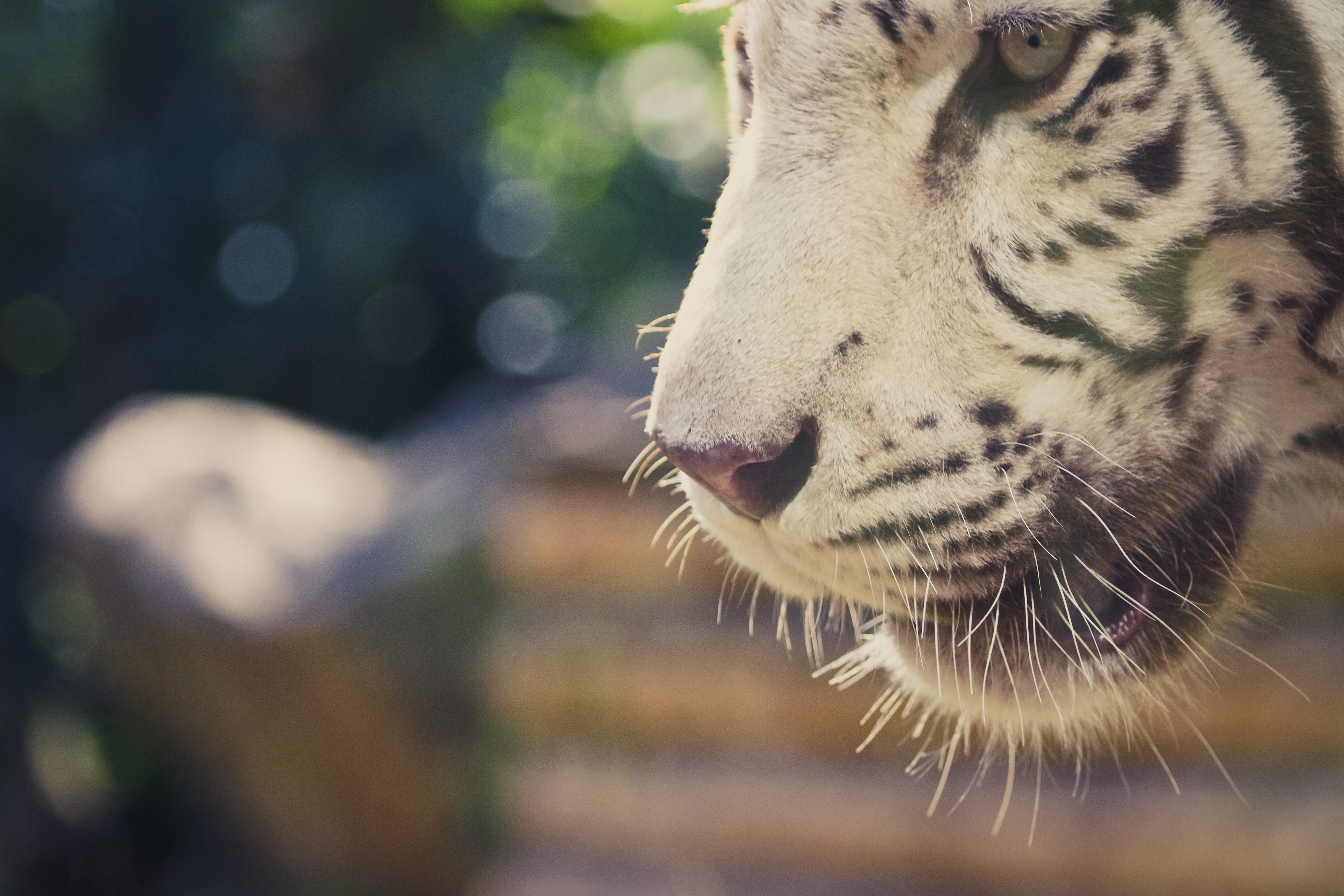 White Tiger Closeup Snout and Whiskers HD Wallpaper