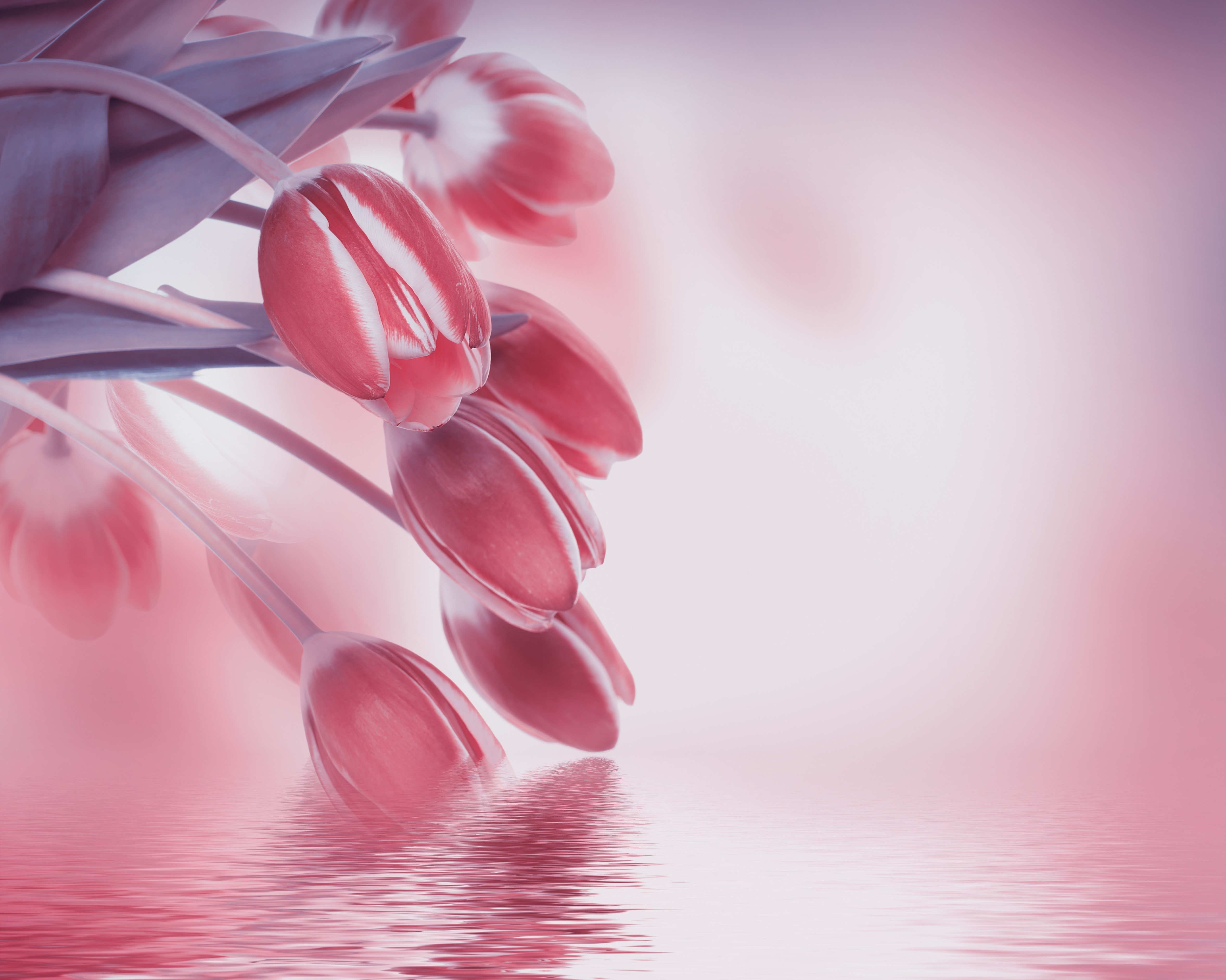 4K Pink Tulips Reflected in Water HD Wallpaper