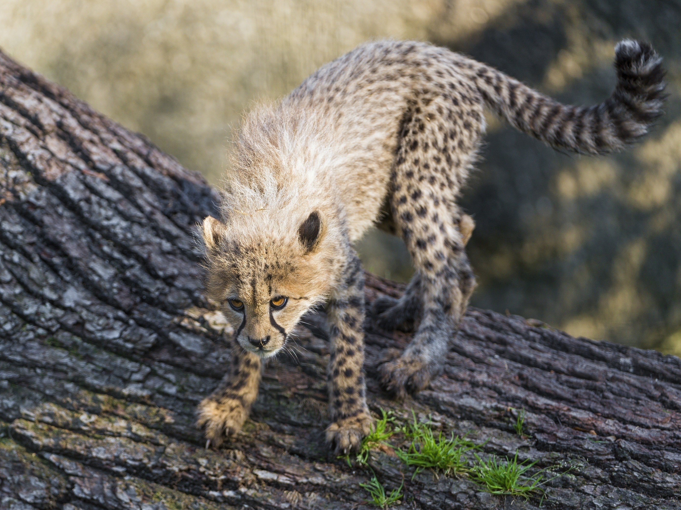 Cheetah cub on a tree trunk HD Wallpaper