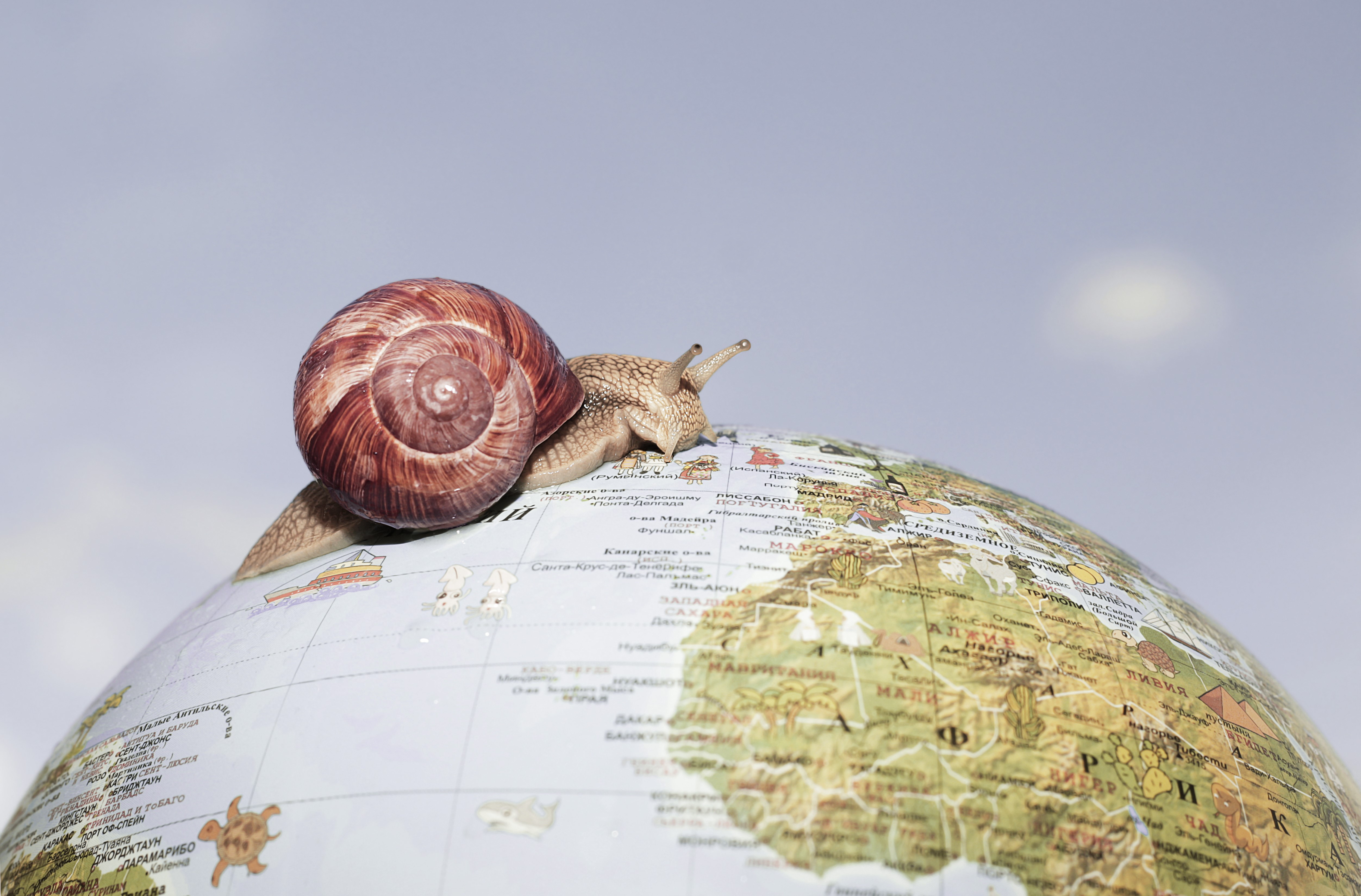 Snail on a Globe HD Wallpaper