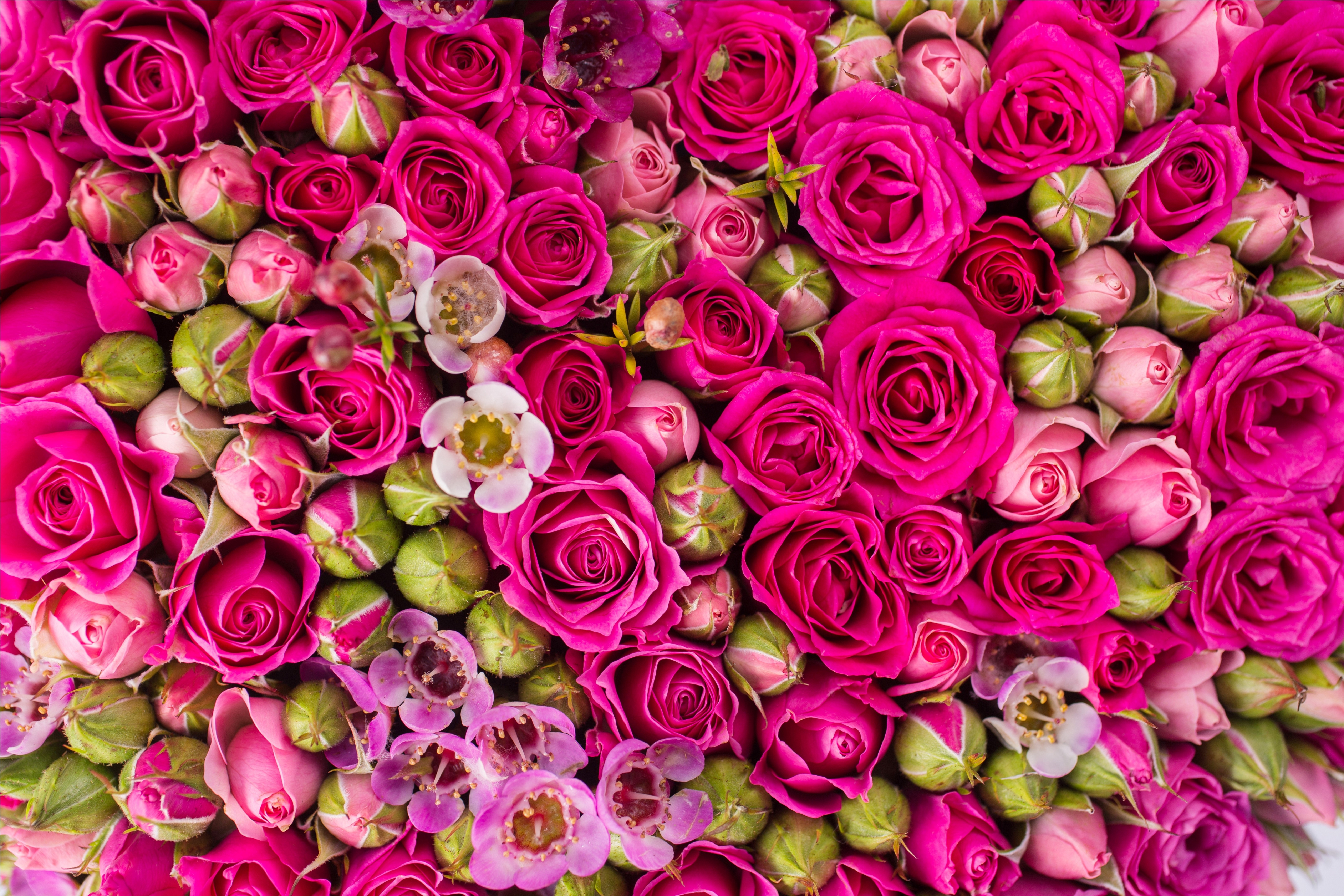Pink Roses and Buds Texture 4K HD Wallpaper