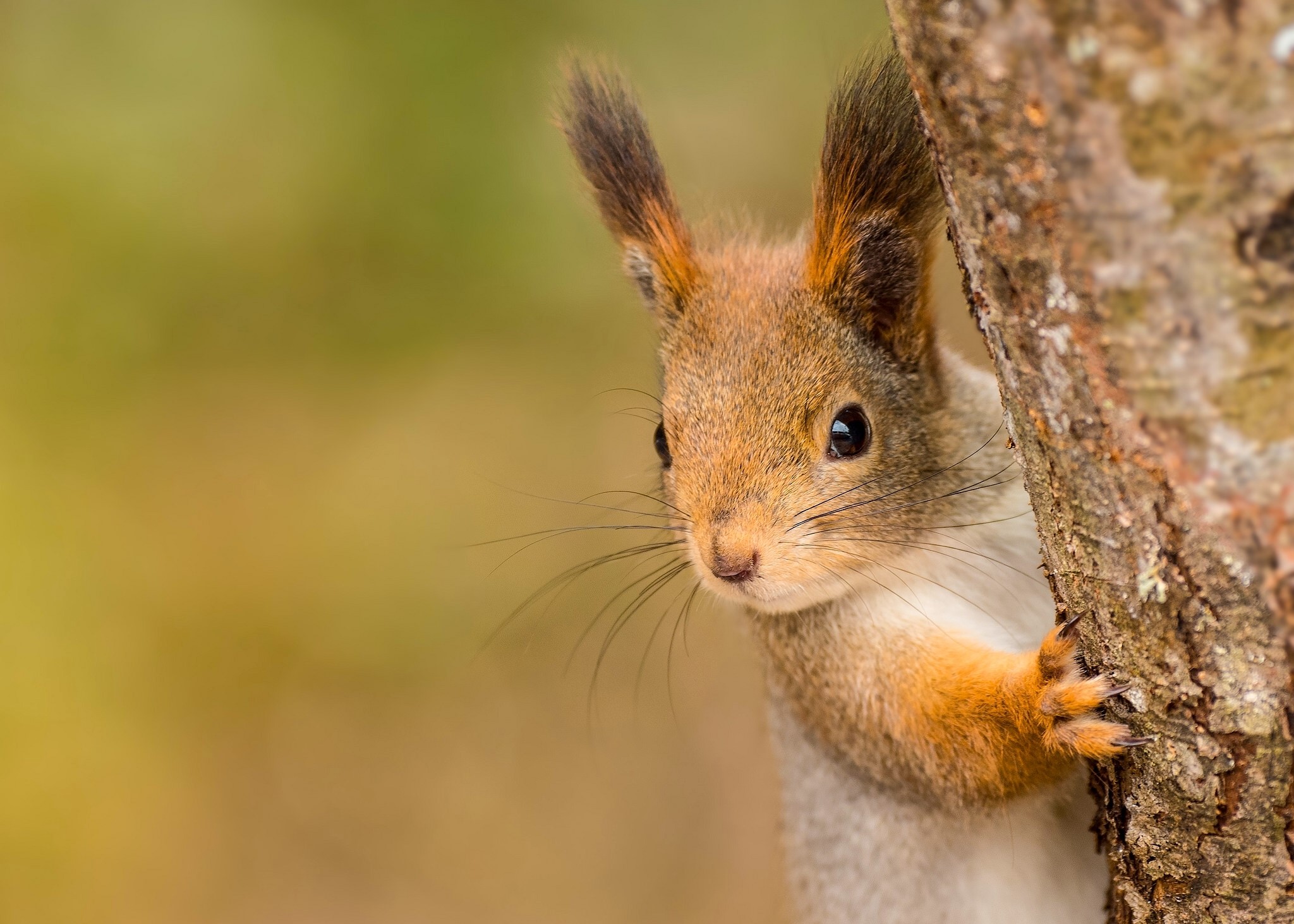 Red squirrel peeking from behind a tree trunk HD Wallpaper