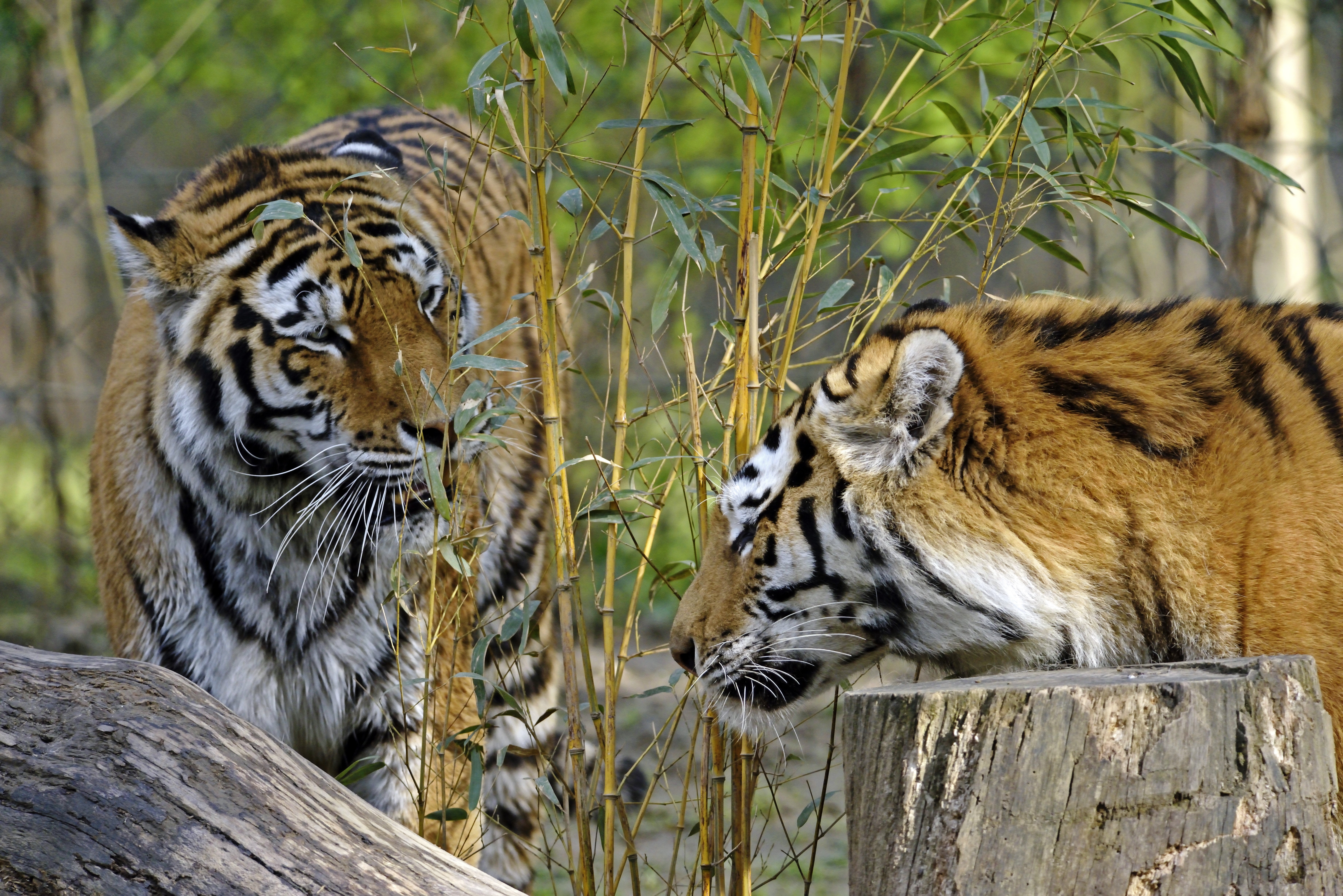 Two Tigers in Bamboo HD Wallpaper