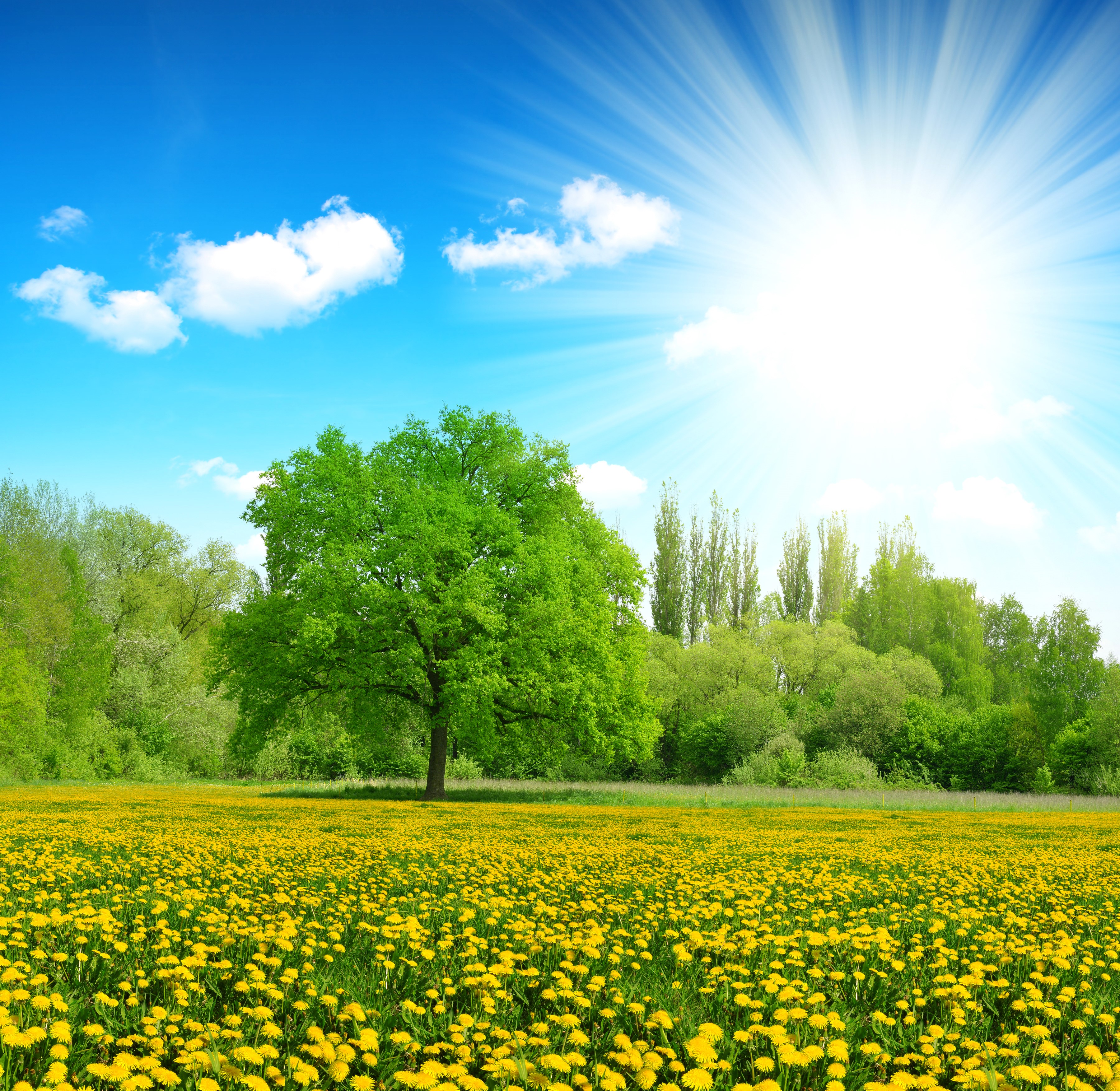 Field of yellow dandelions under a bright sun and blue sky HD Wallpaper